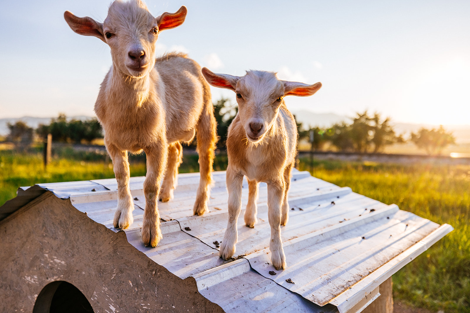Amish Daily Farm