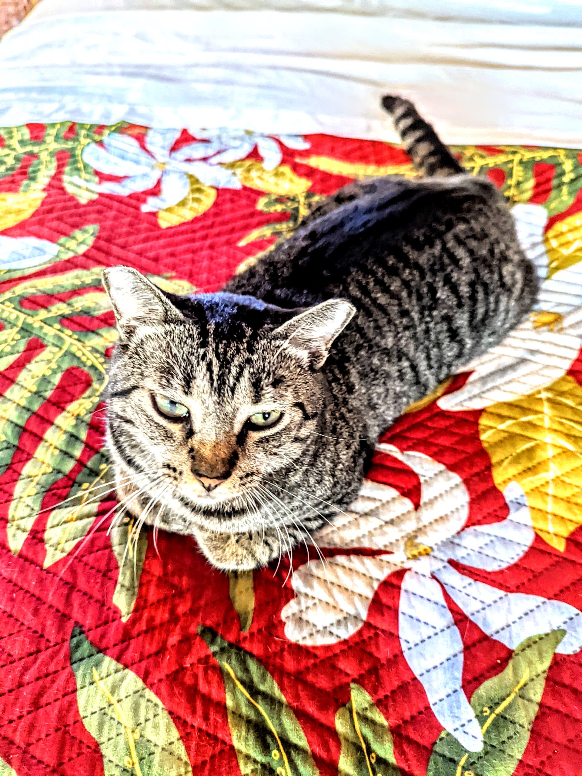 Kehena Mauka Nui Club LGBTQIA+