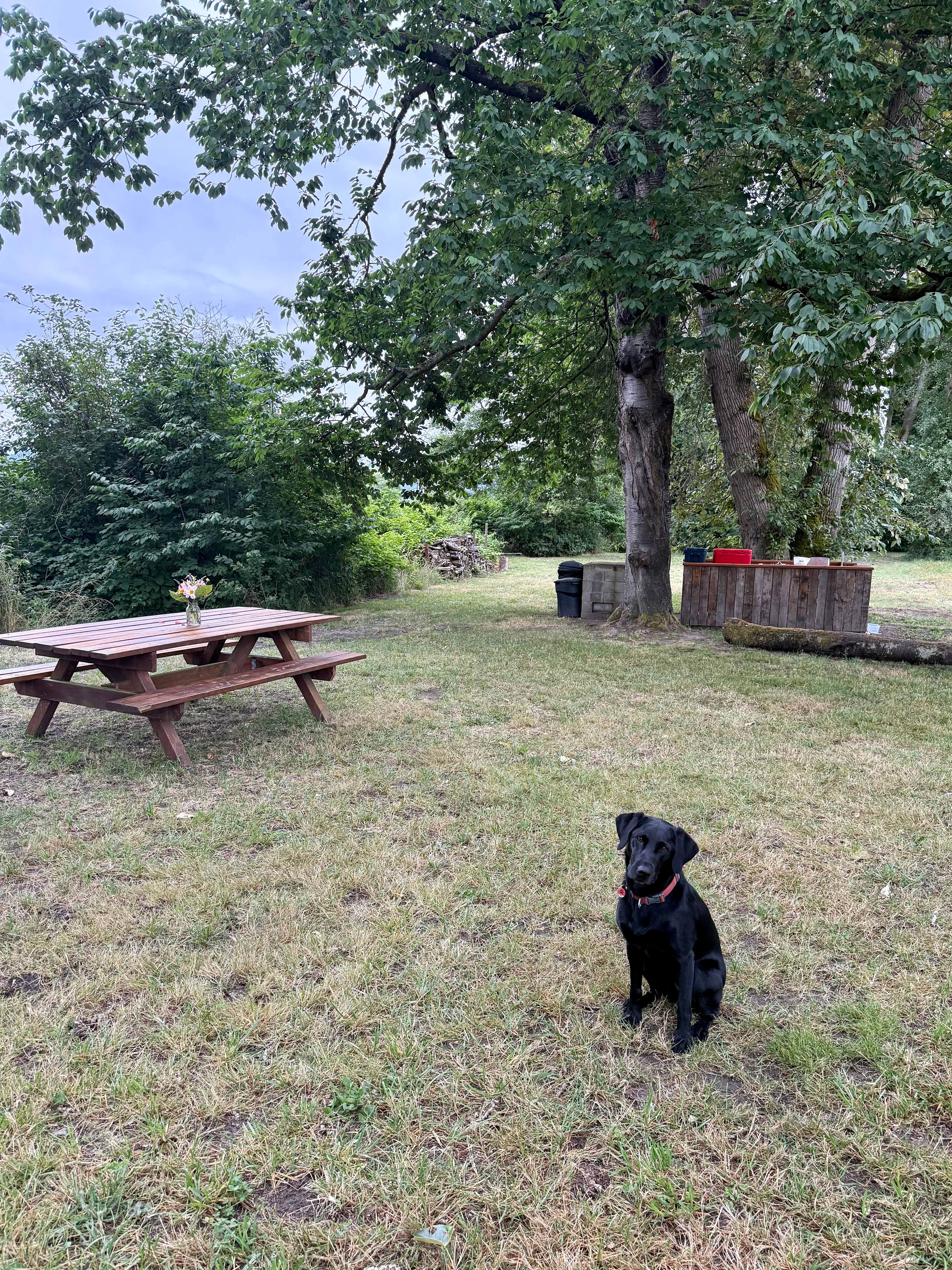 Kitchen under the trees