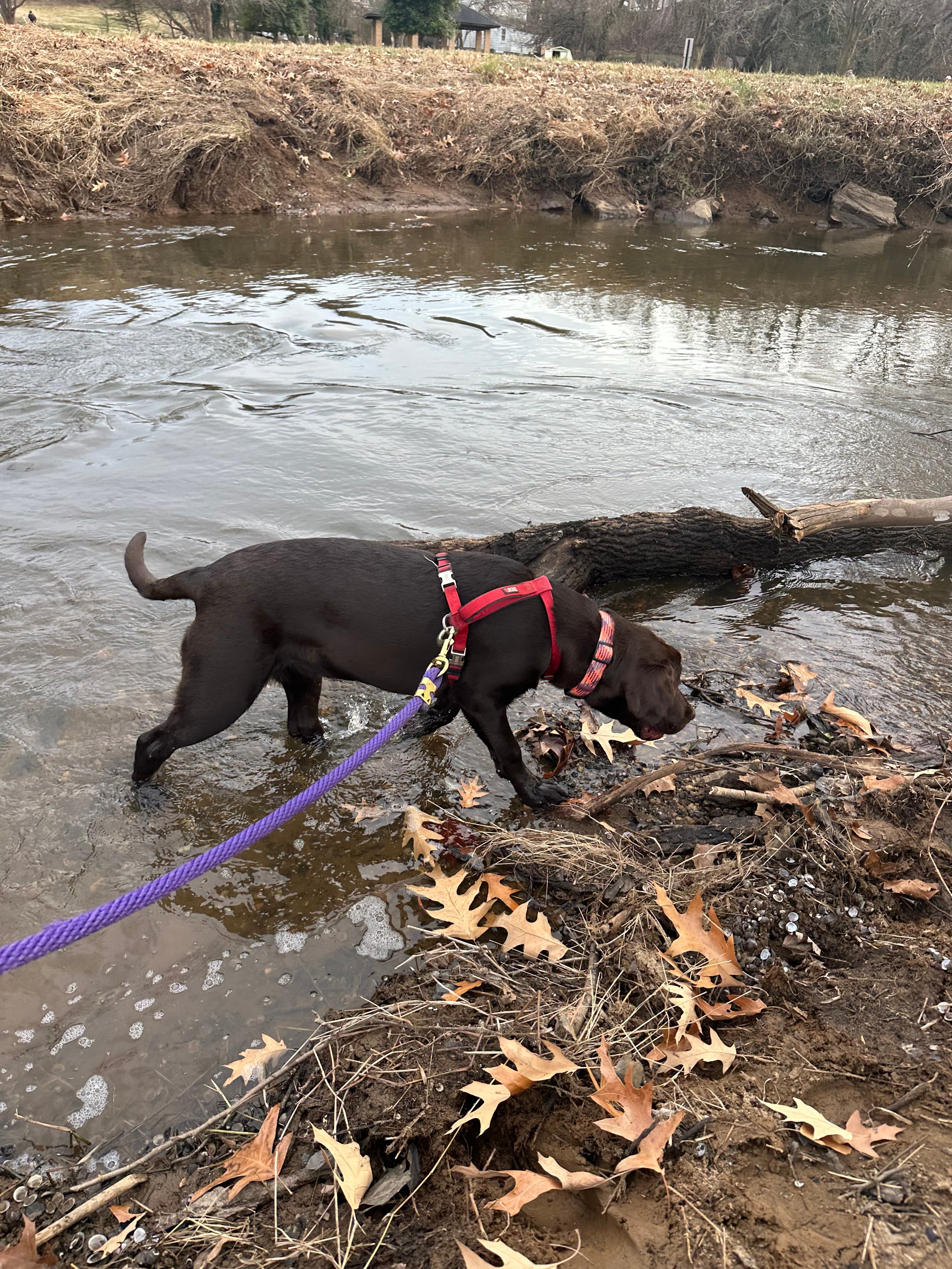 Hazel River