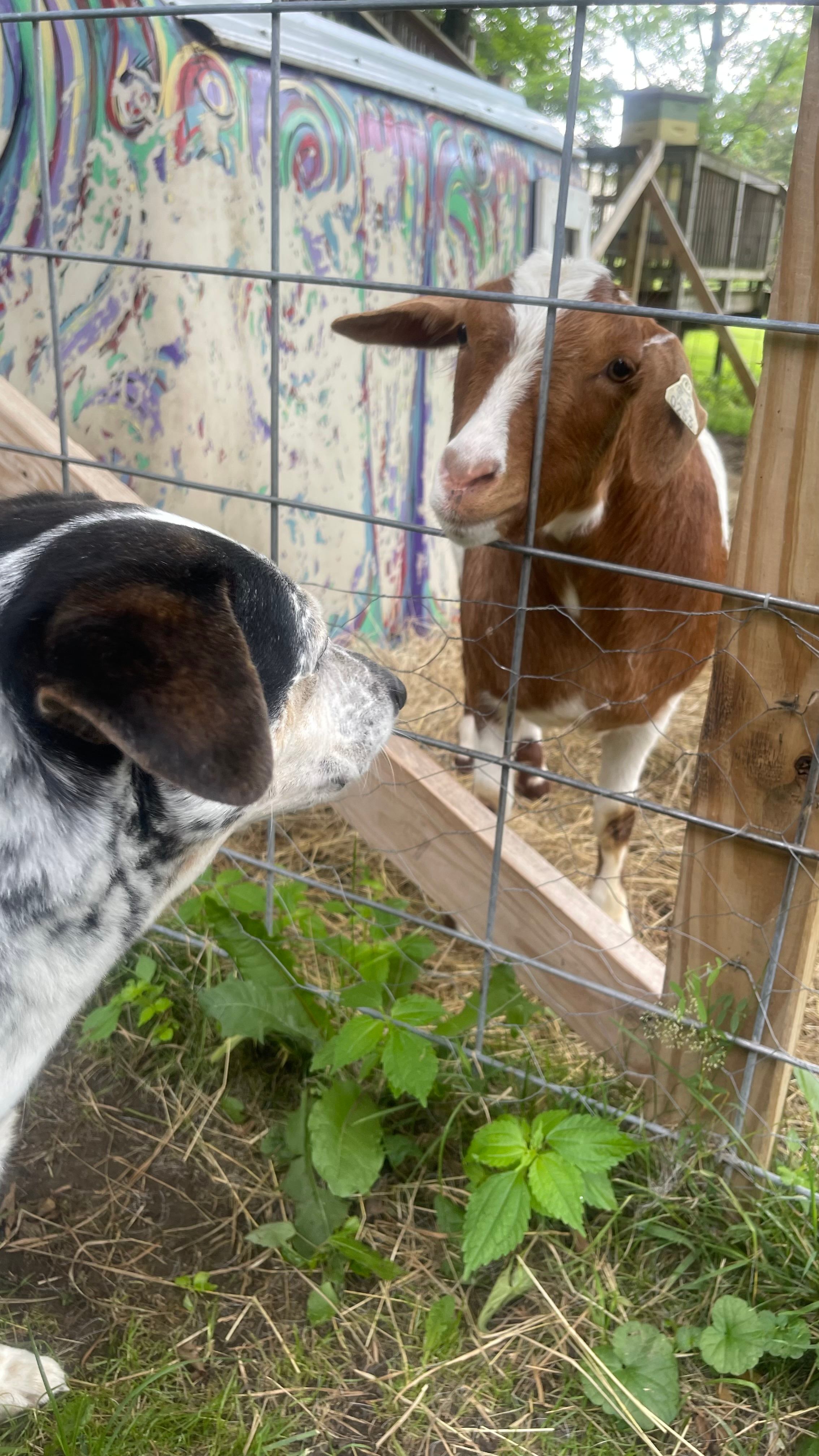 My dog and his new BFF