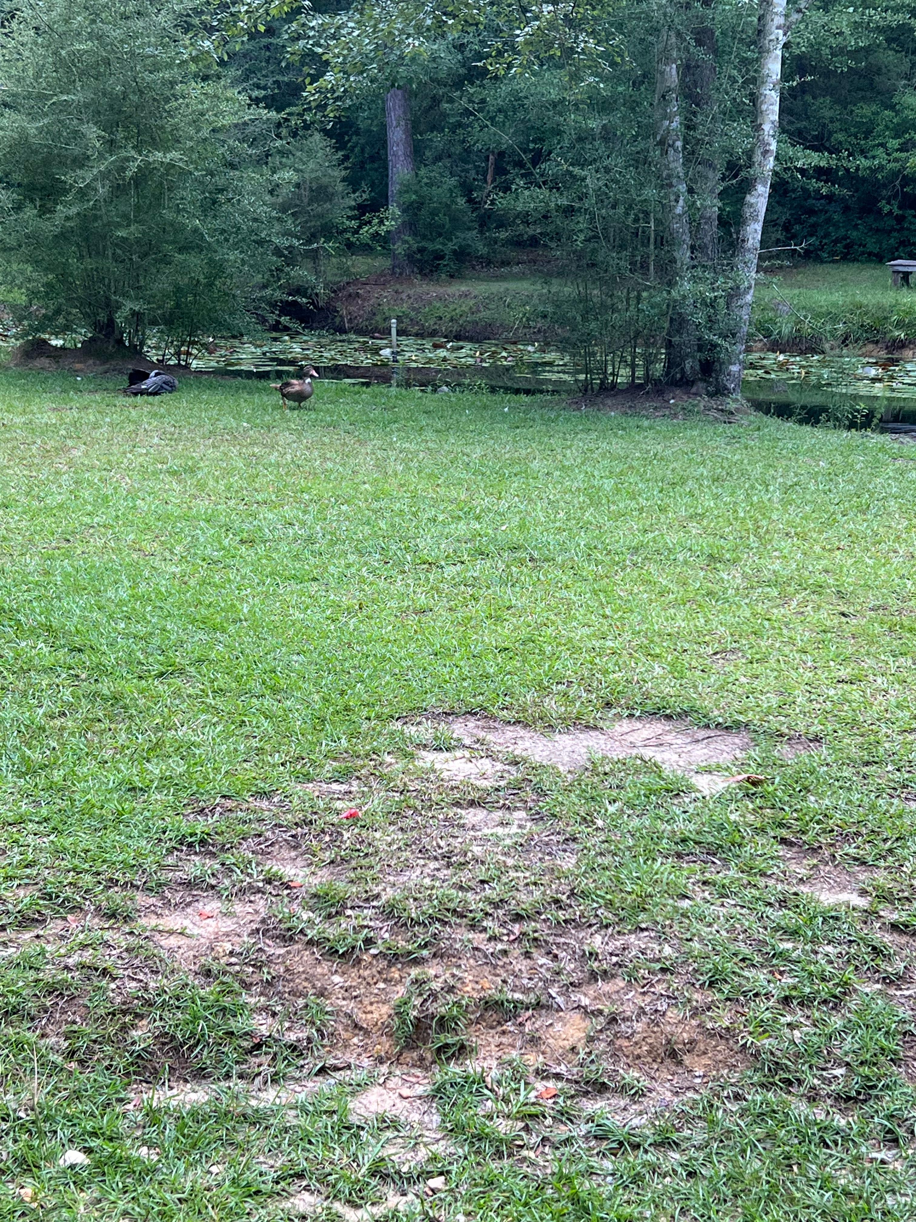 CampOut Alabama