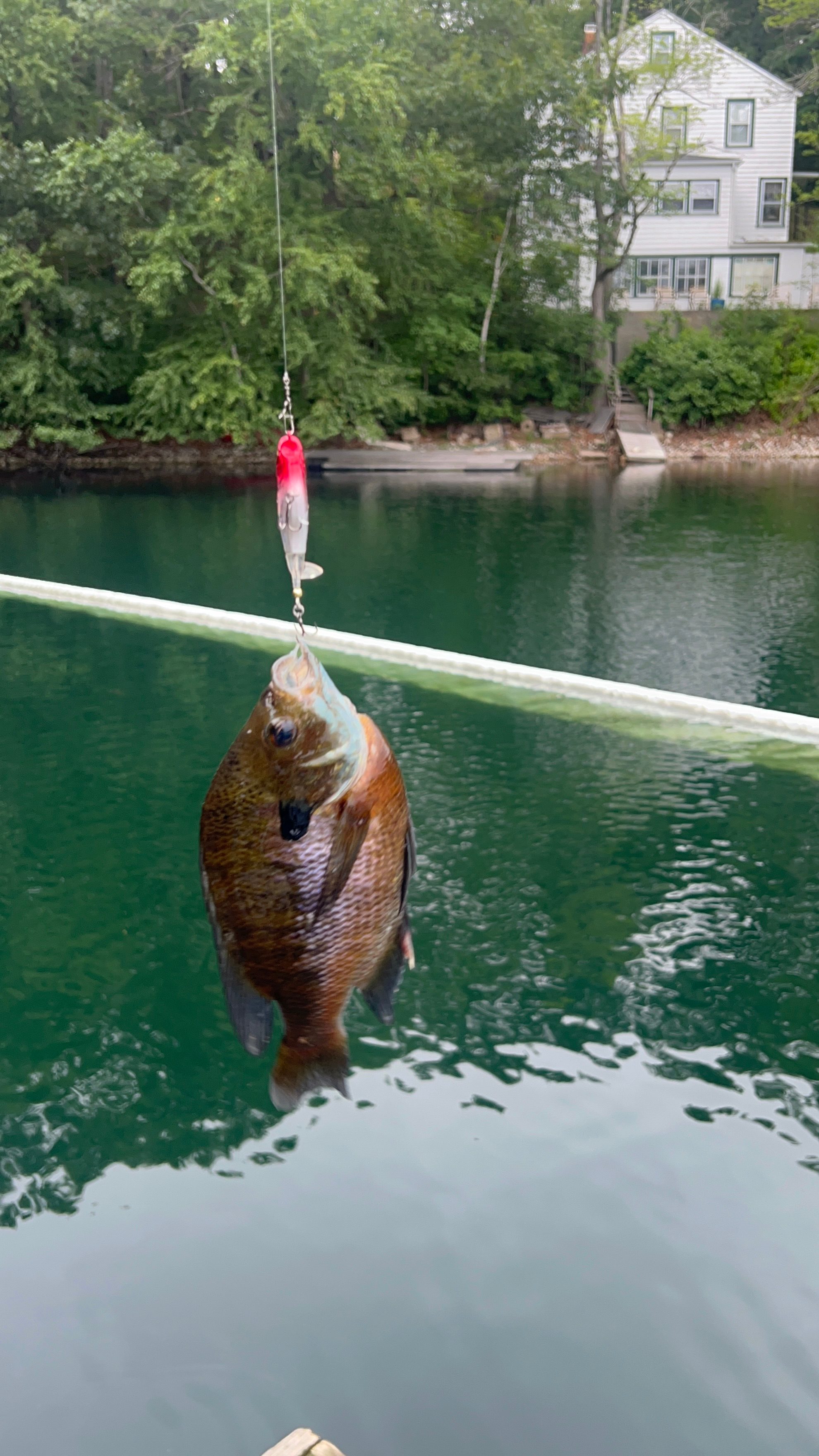 Ponderings at White Pond