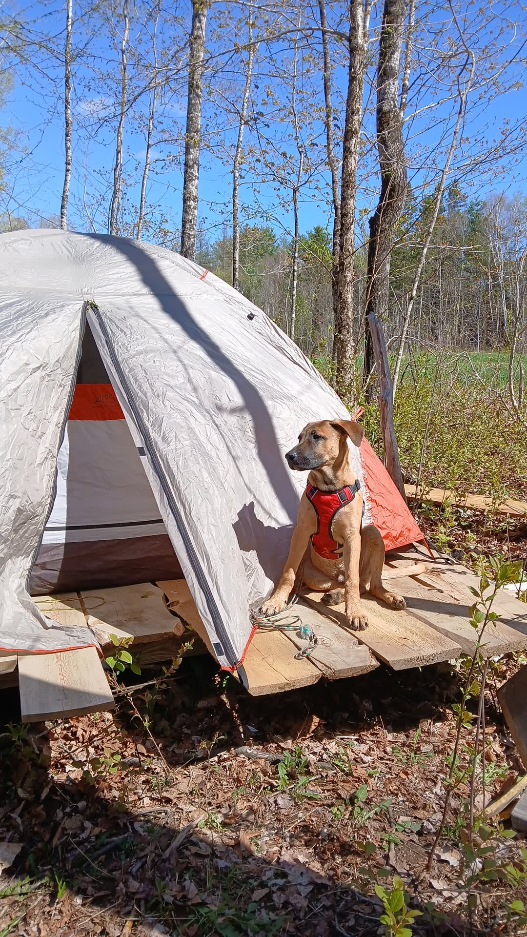 Tent Chantrelle