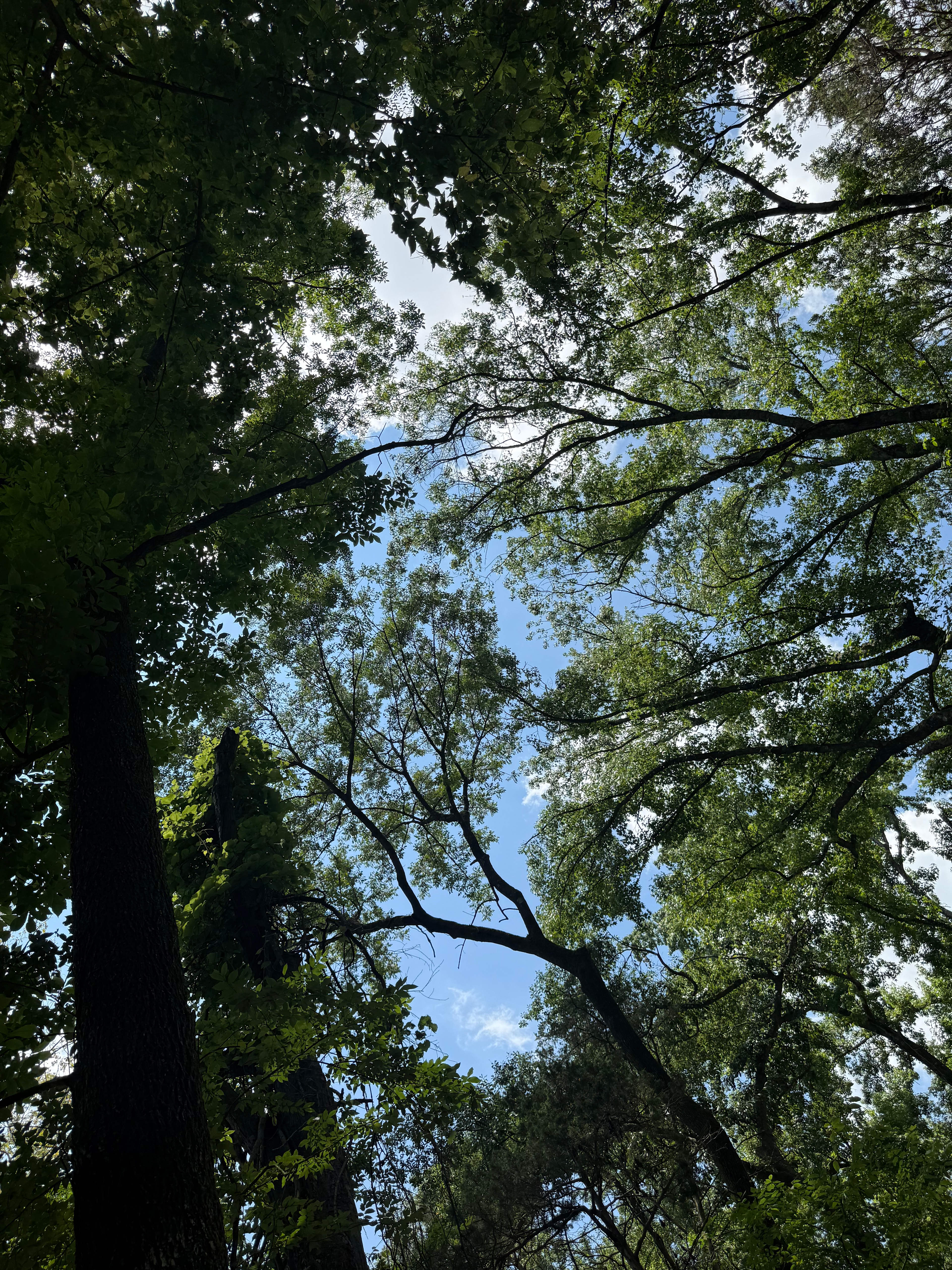 Mulberry River Outdoor Adventures