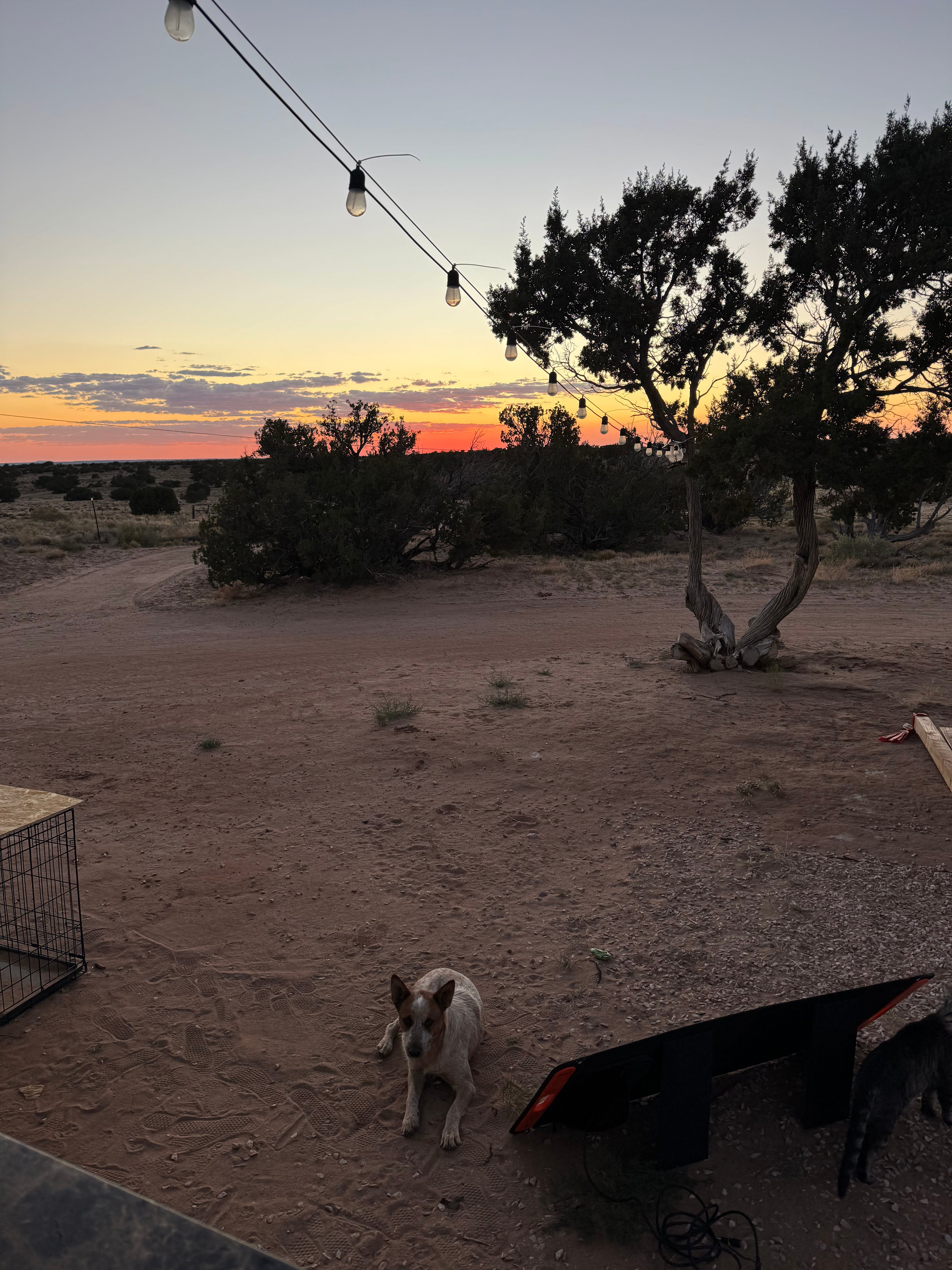 Off-Grid Desert Camp With Chickens