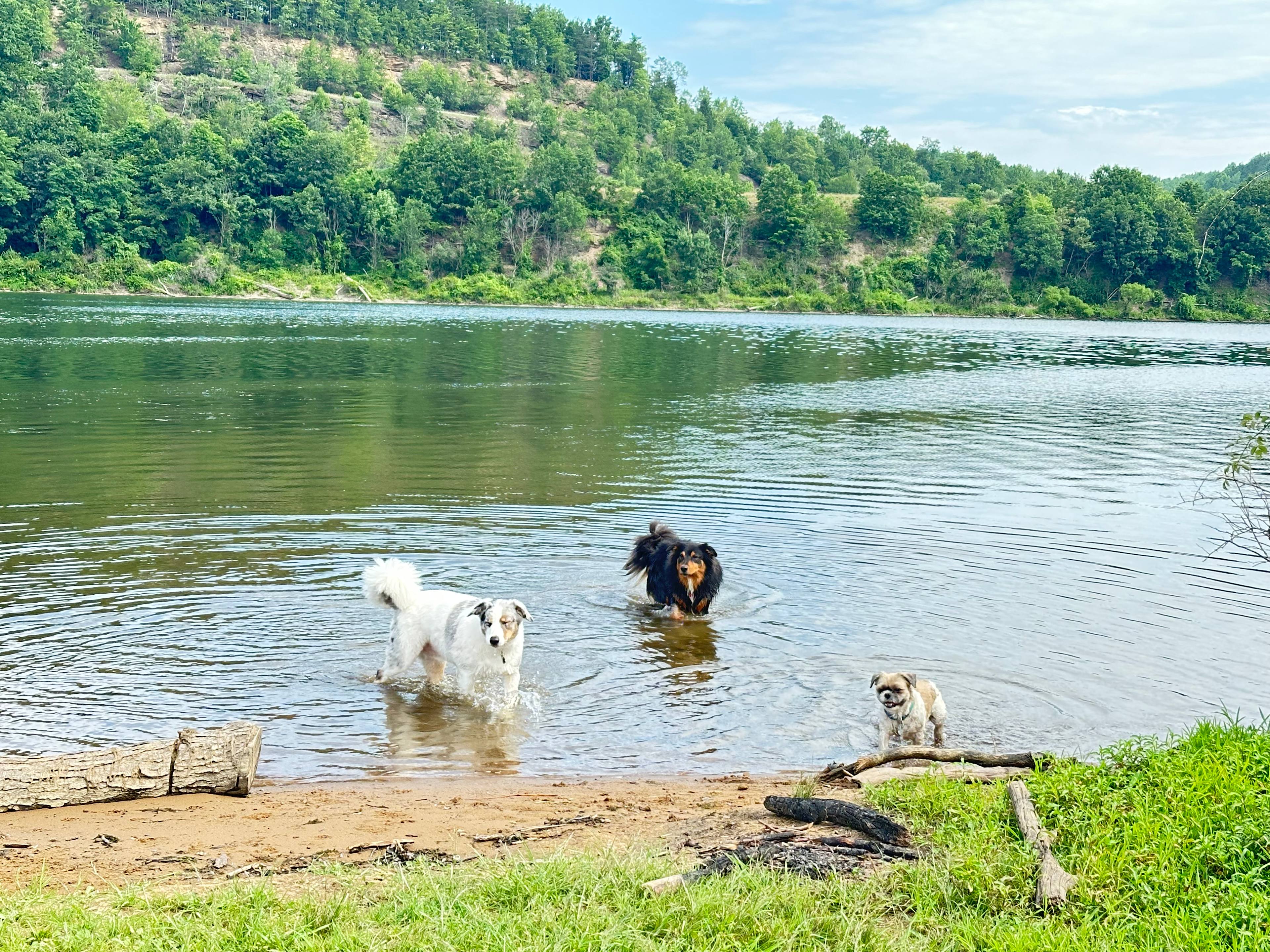 Dog swimming water.