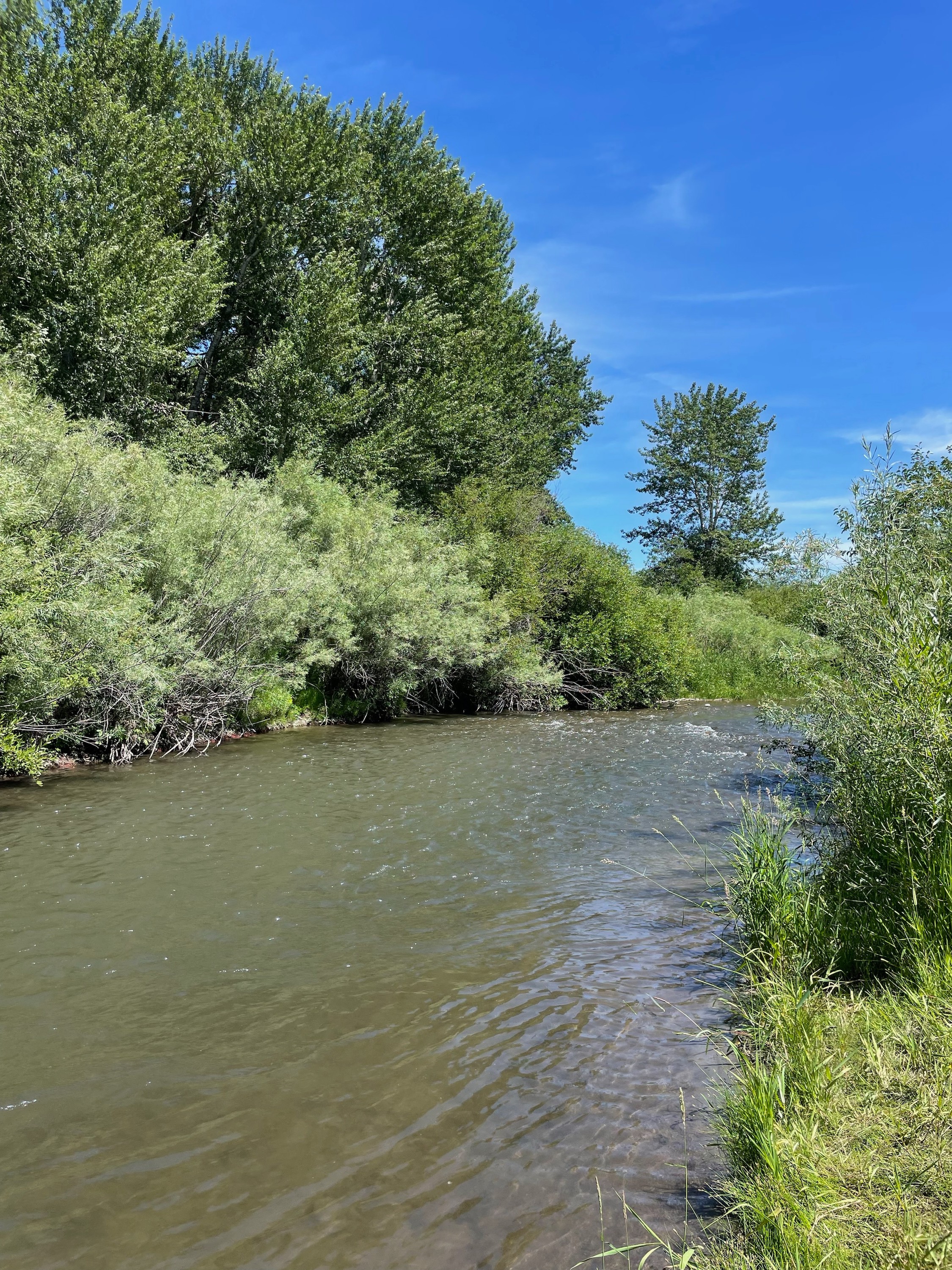 East Gallatin River Campsite