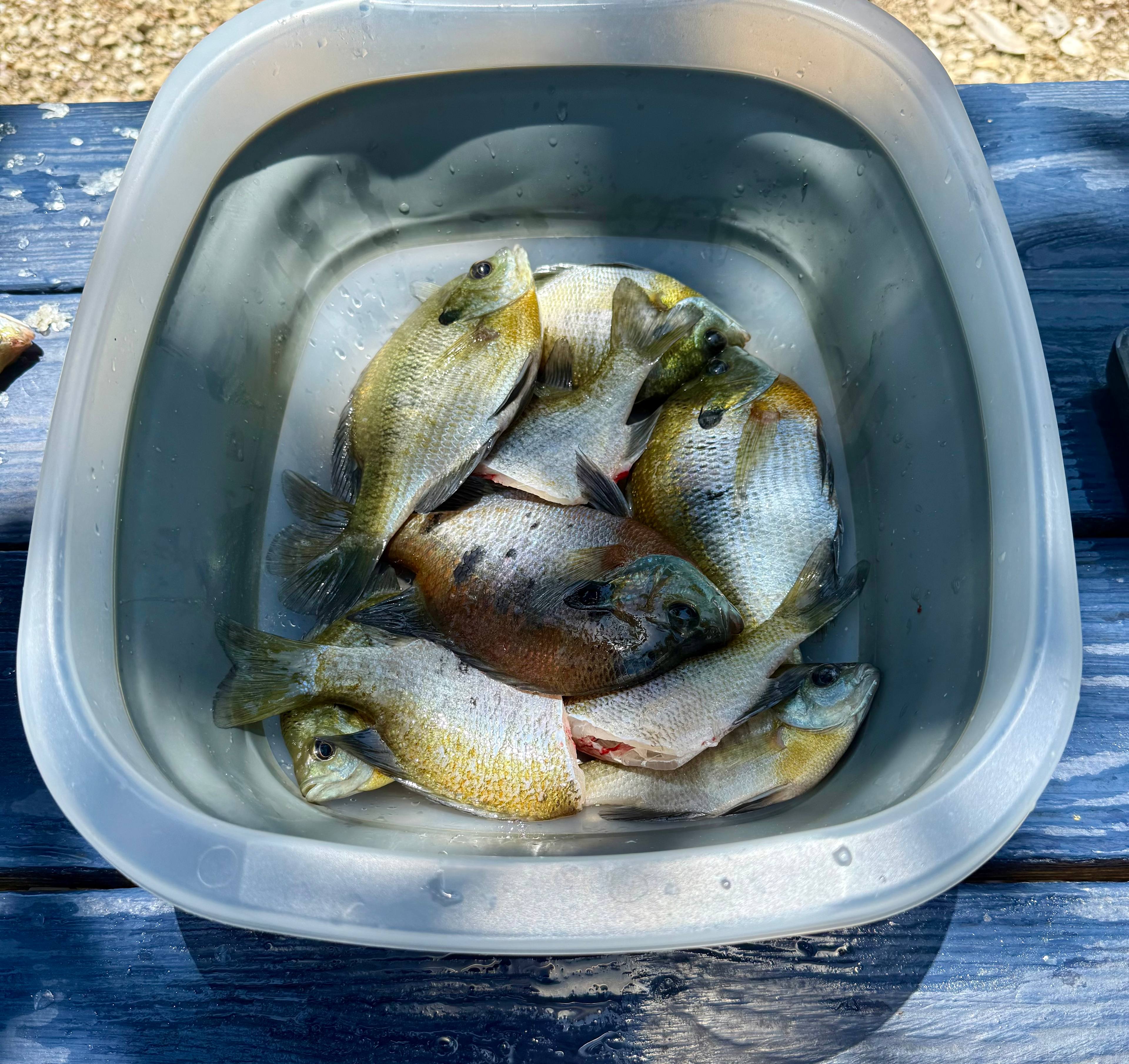 "Sweet Tupelo" on the "Big River"!