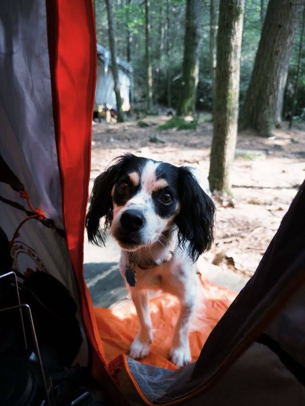 Doggo Friendly! 