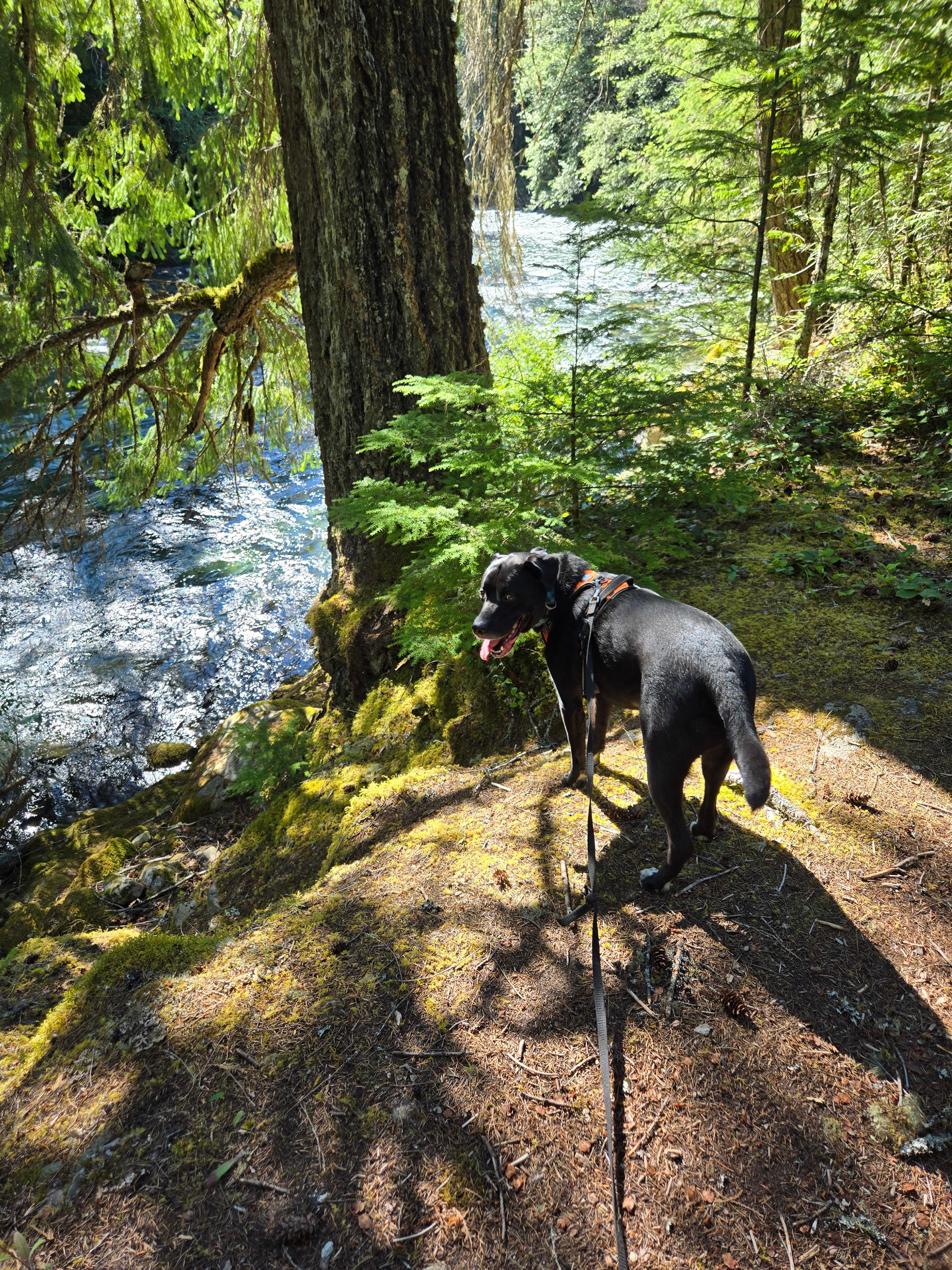 Chilliwack Lake Area - private site