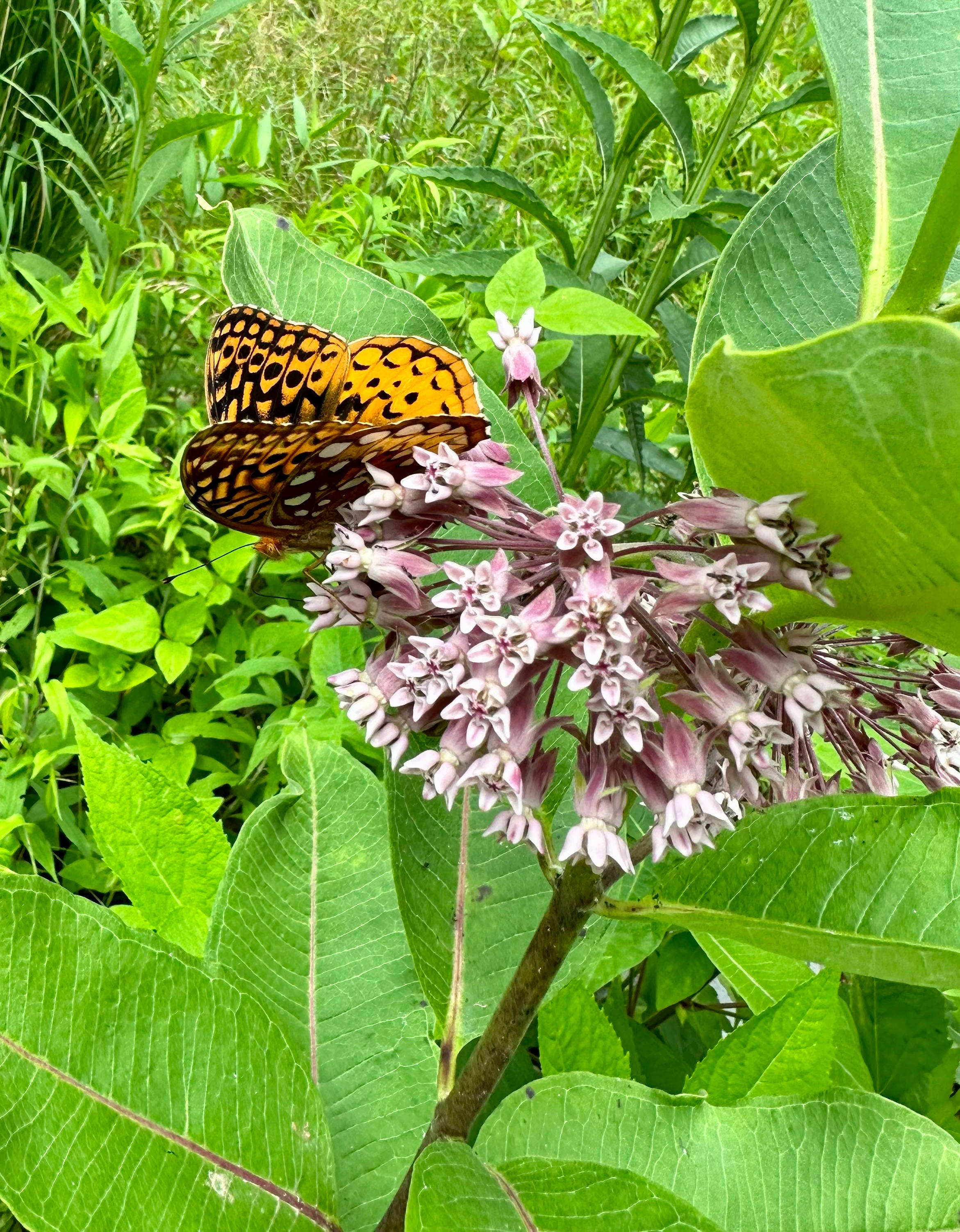 Meadow Haven Farm and Camping