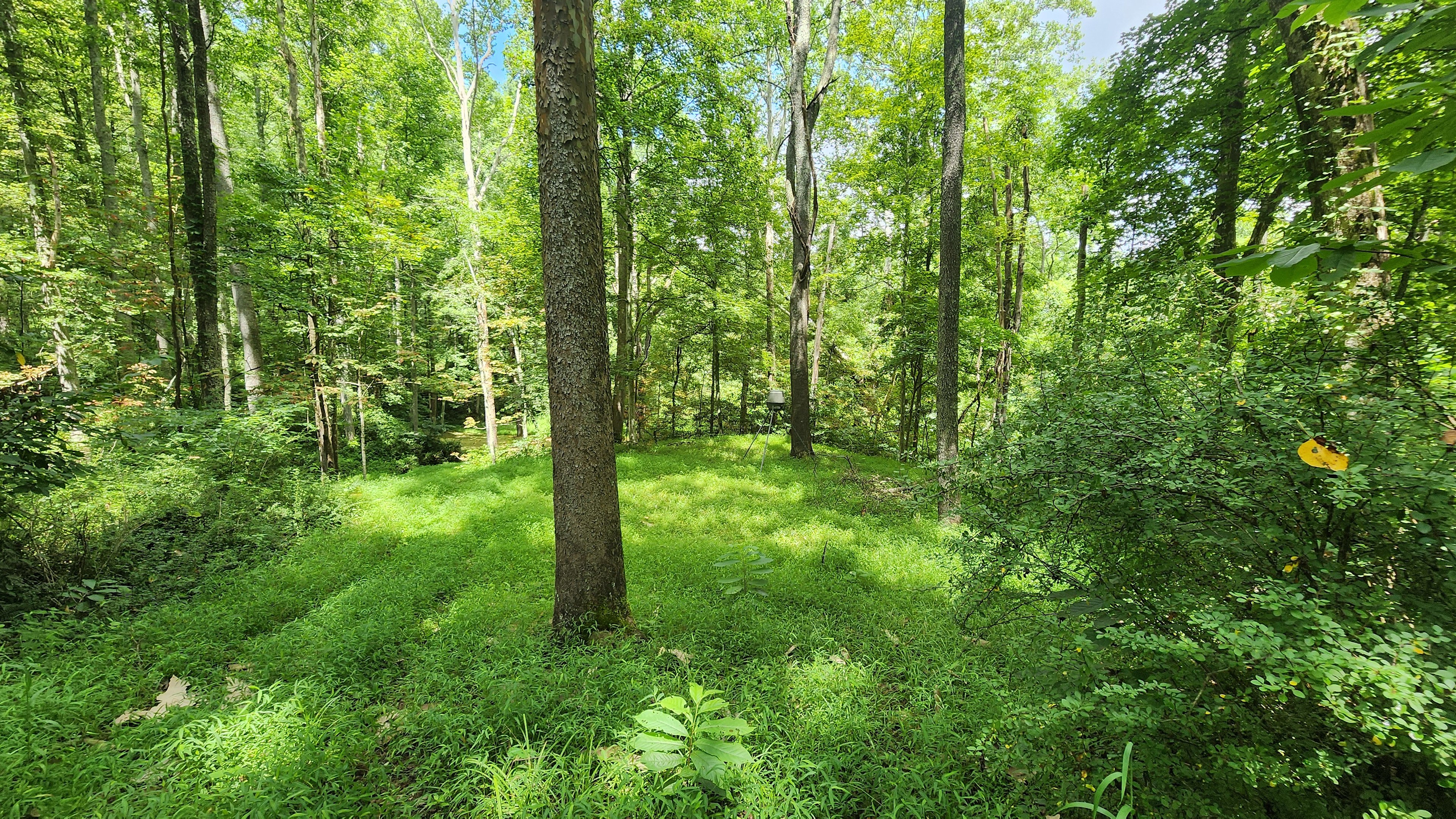 Stolen Pines Appalachian Forest