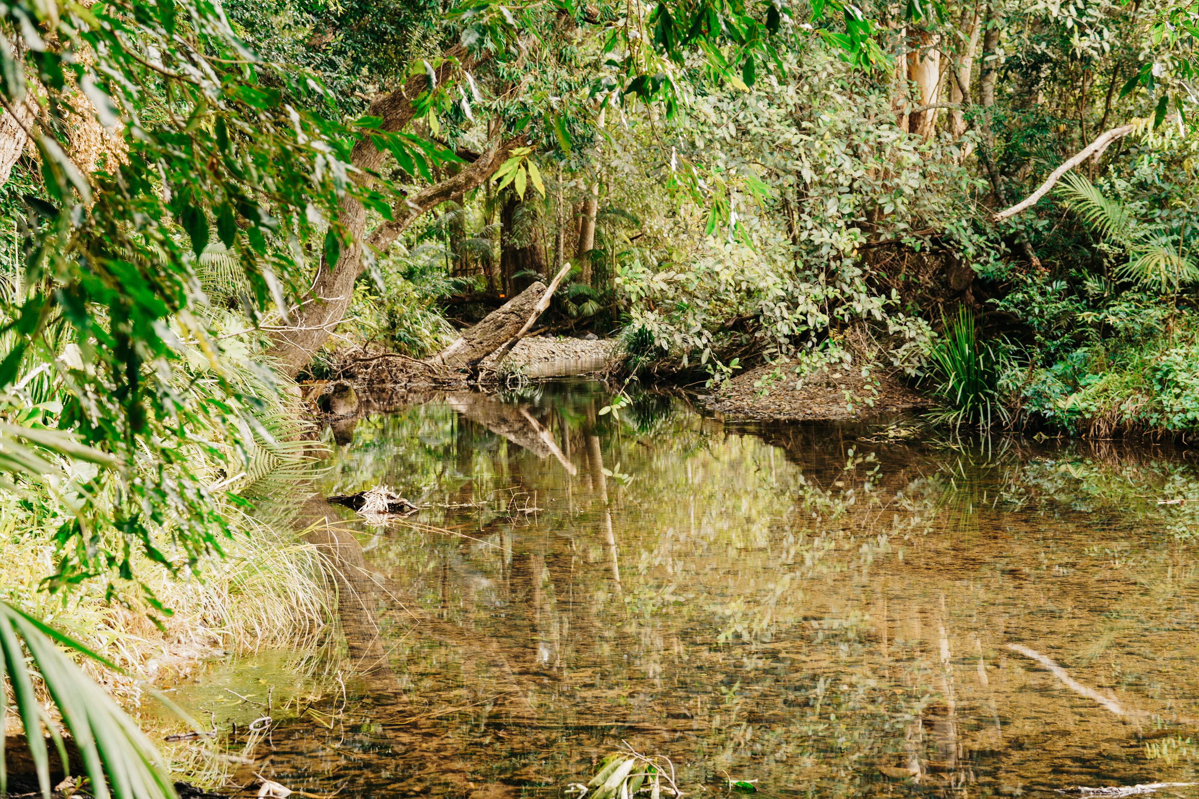 the creek is pristine