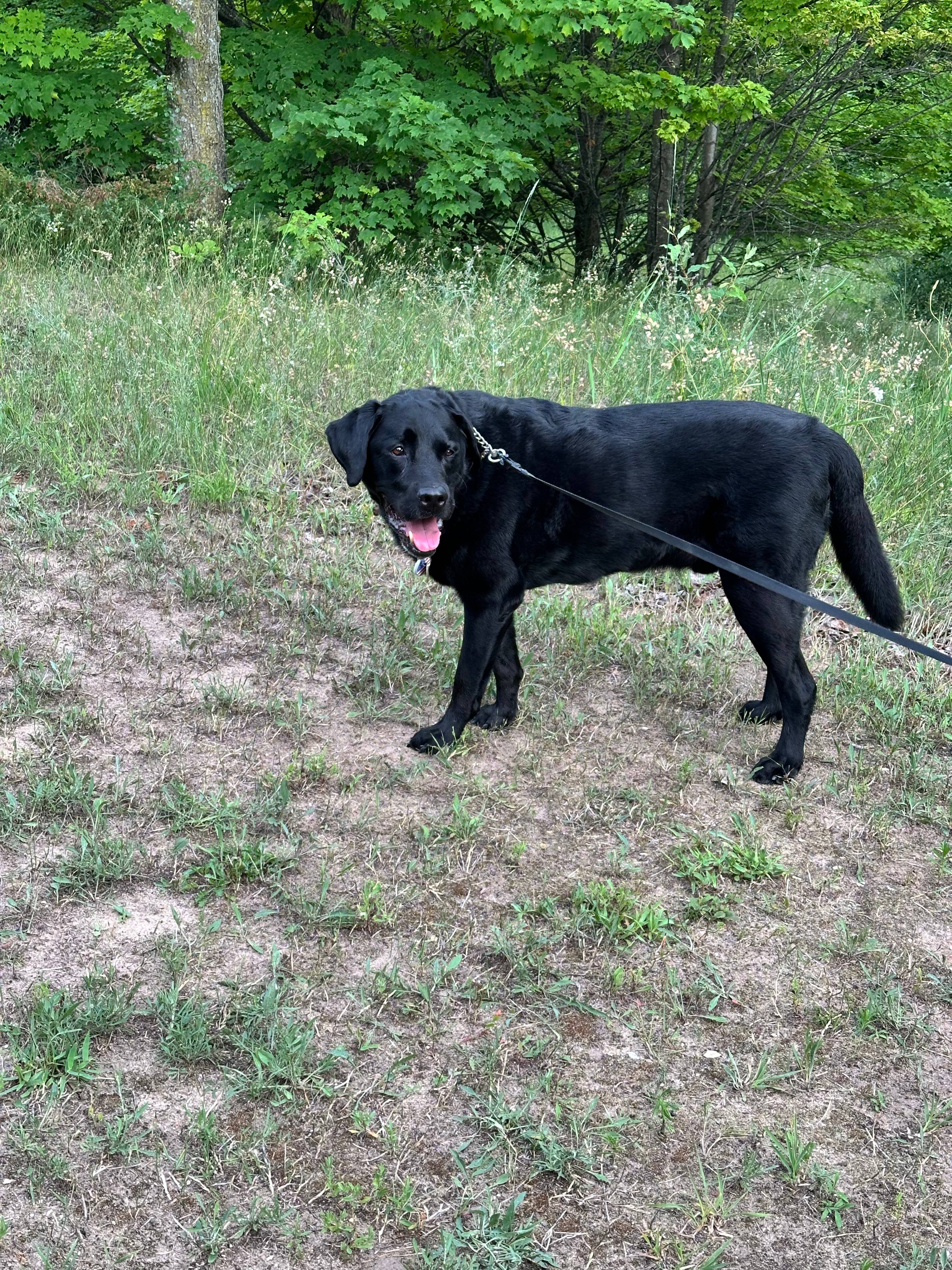 Forest, Labrador retriever, 9 1/2 years old