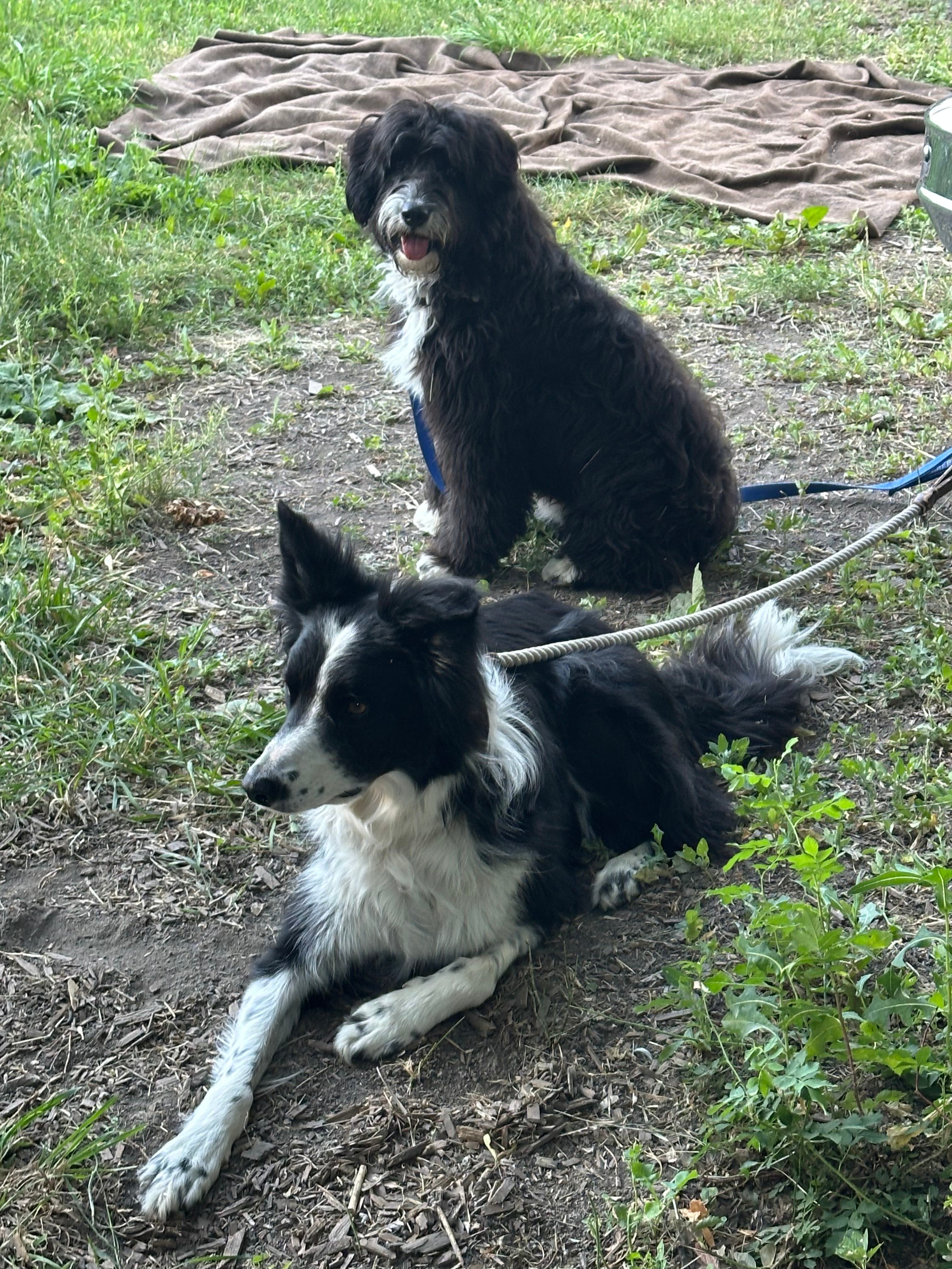 Watching the chickens 