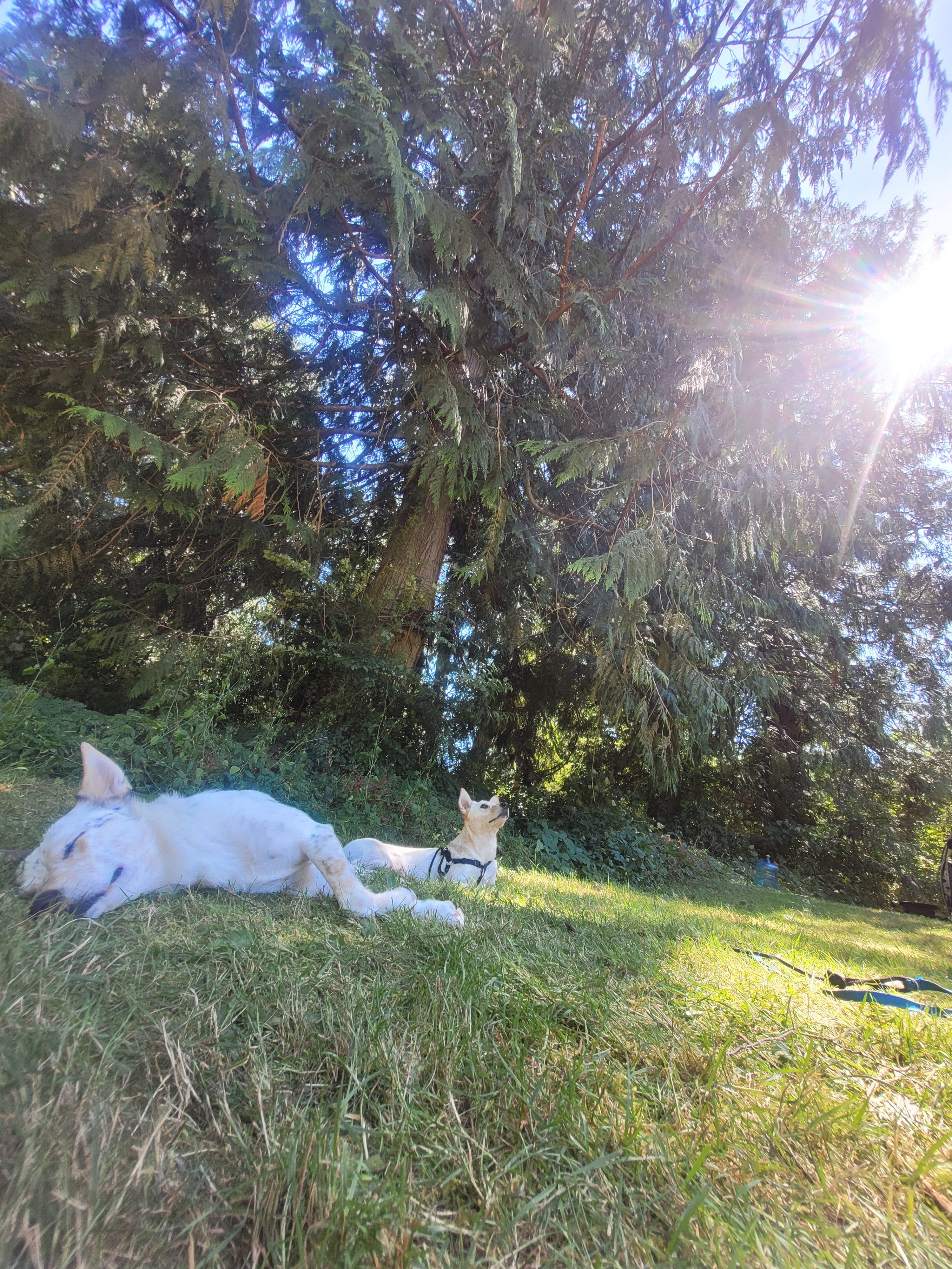 Private setting under tall trees
