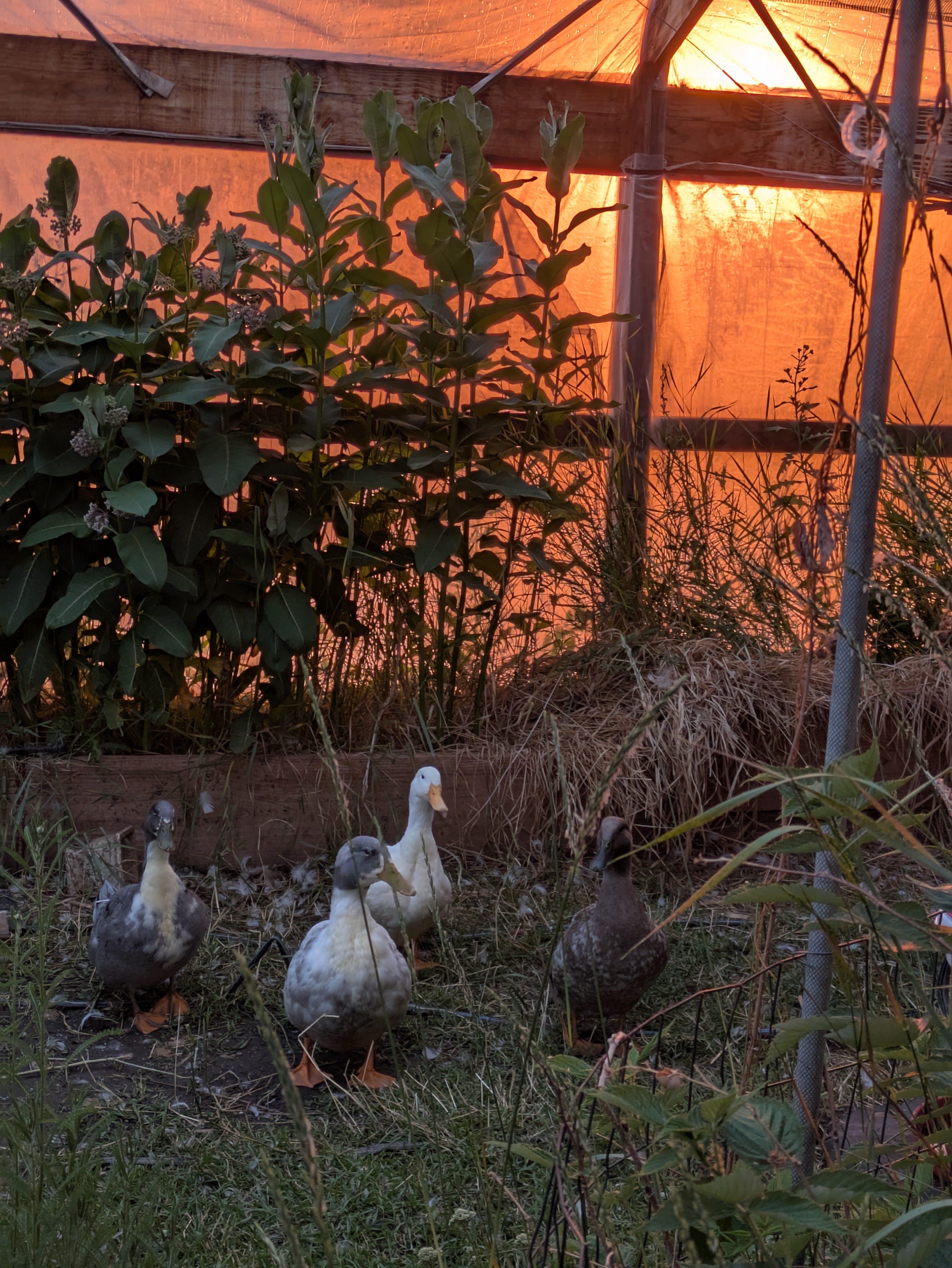 Green Acres Herbal Retreat