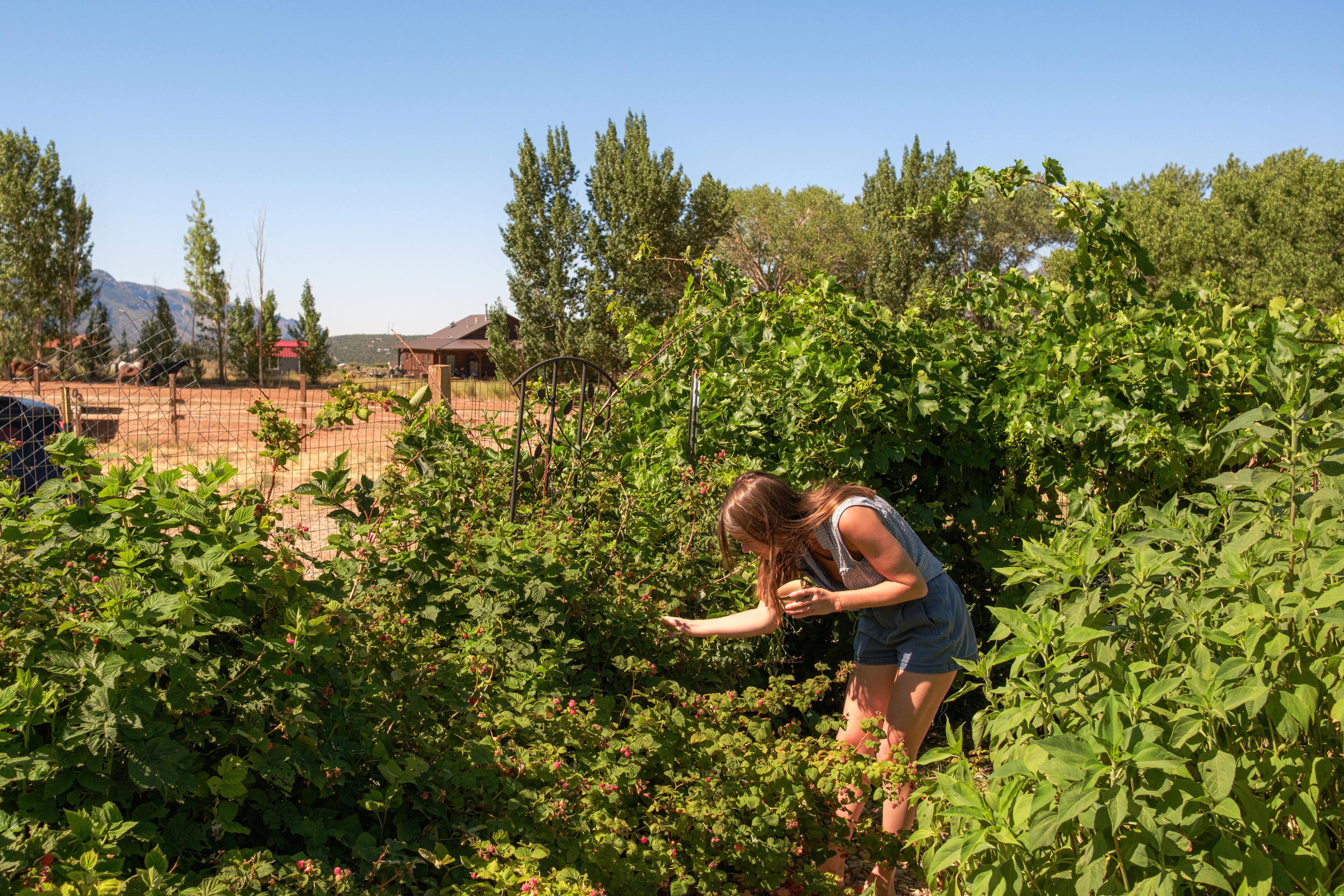 Picking berries in the sunshine (: 
