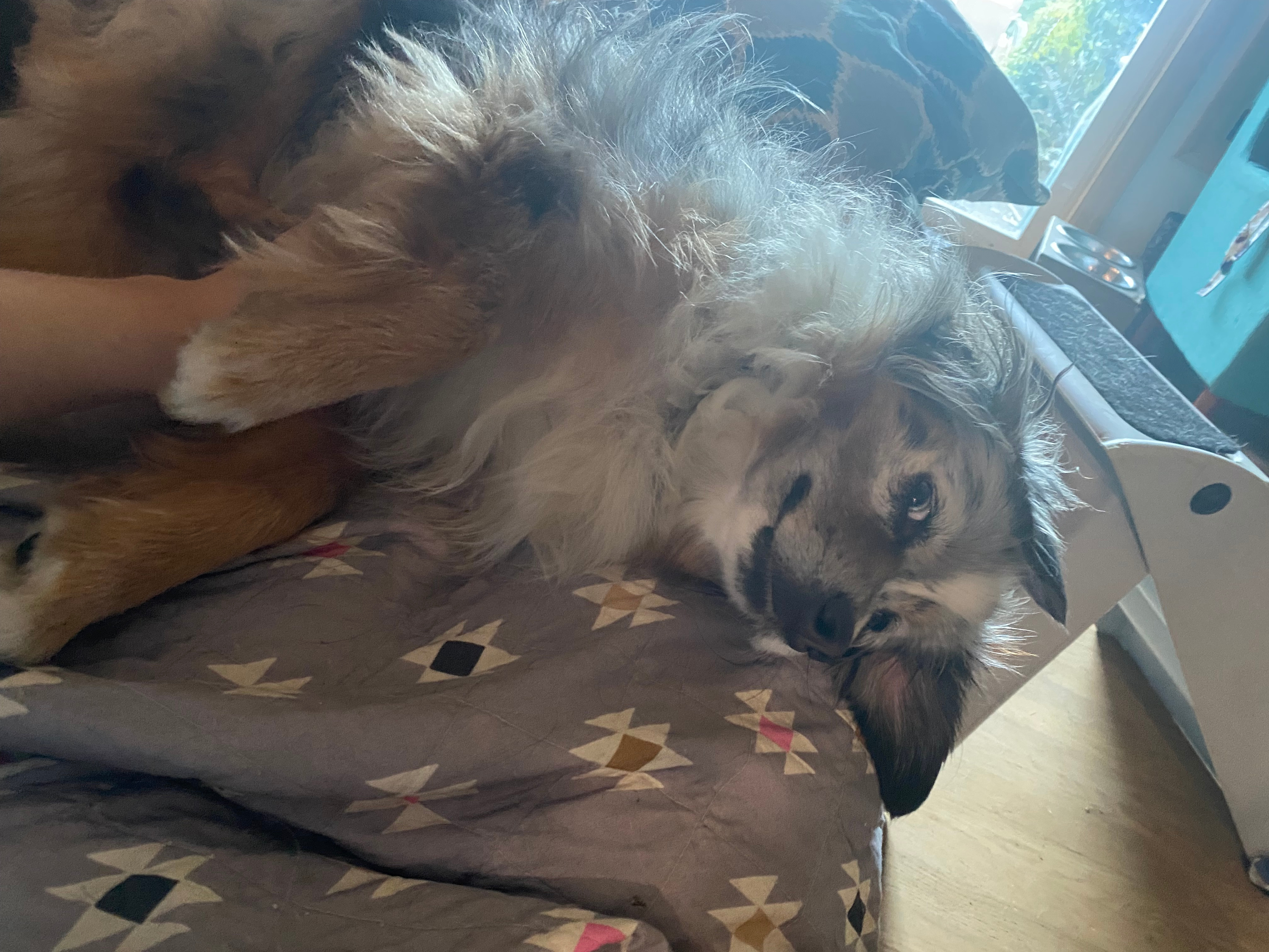 Echo is our most barky dog but she’s a sweetheart 