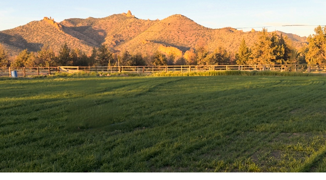Nell’s Farm
