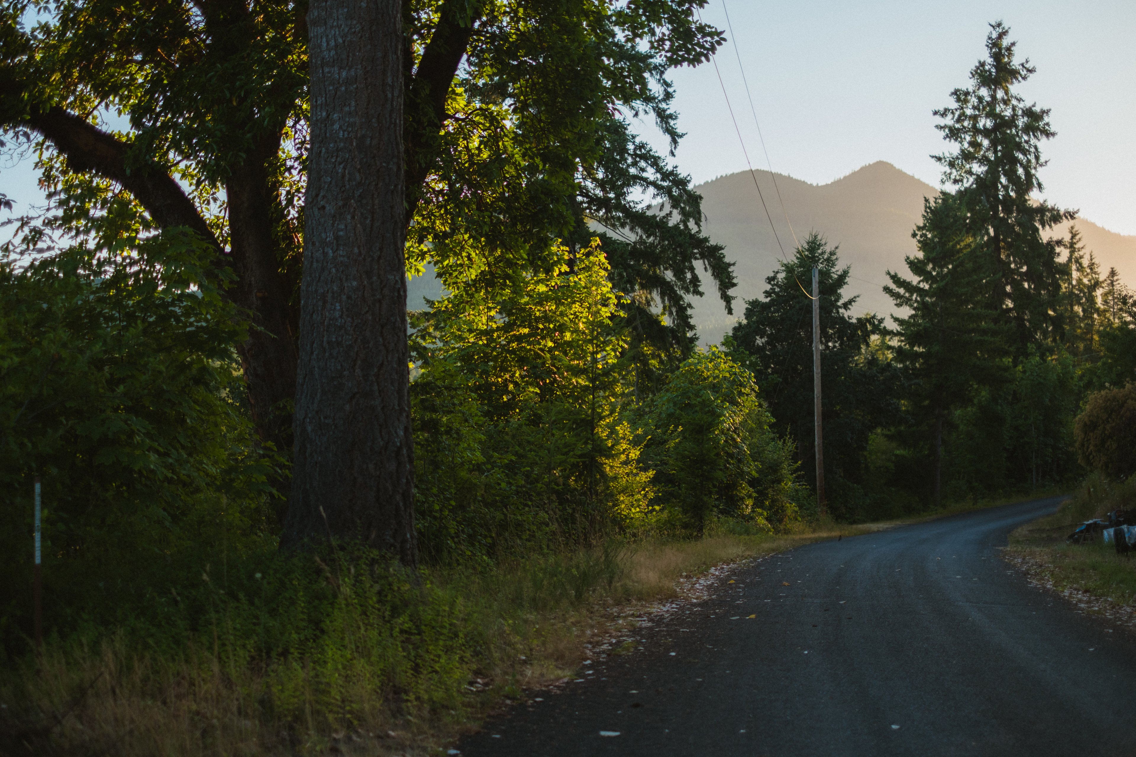Greenery everywhere 🍃 