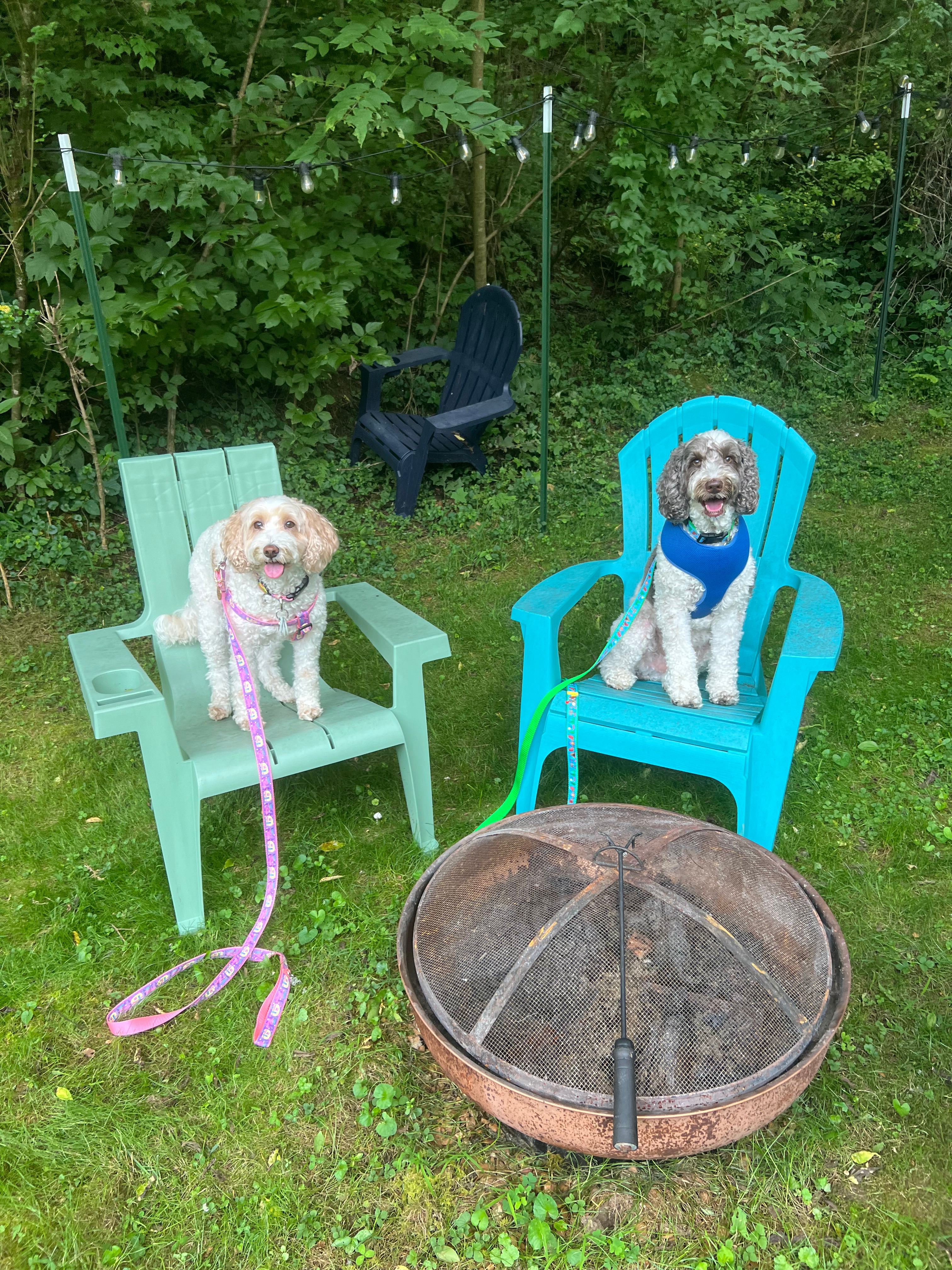 Lani & Tiki loved it here