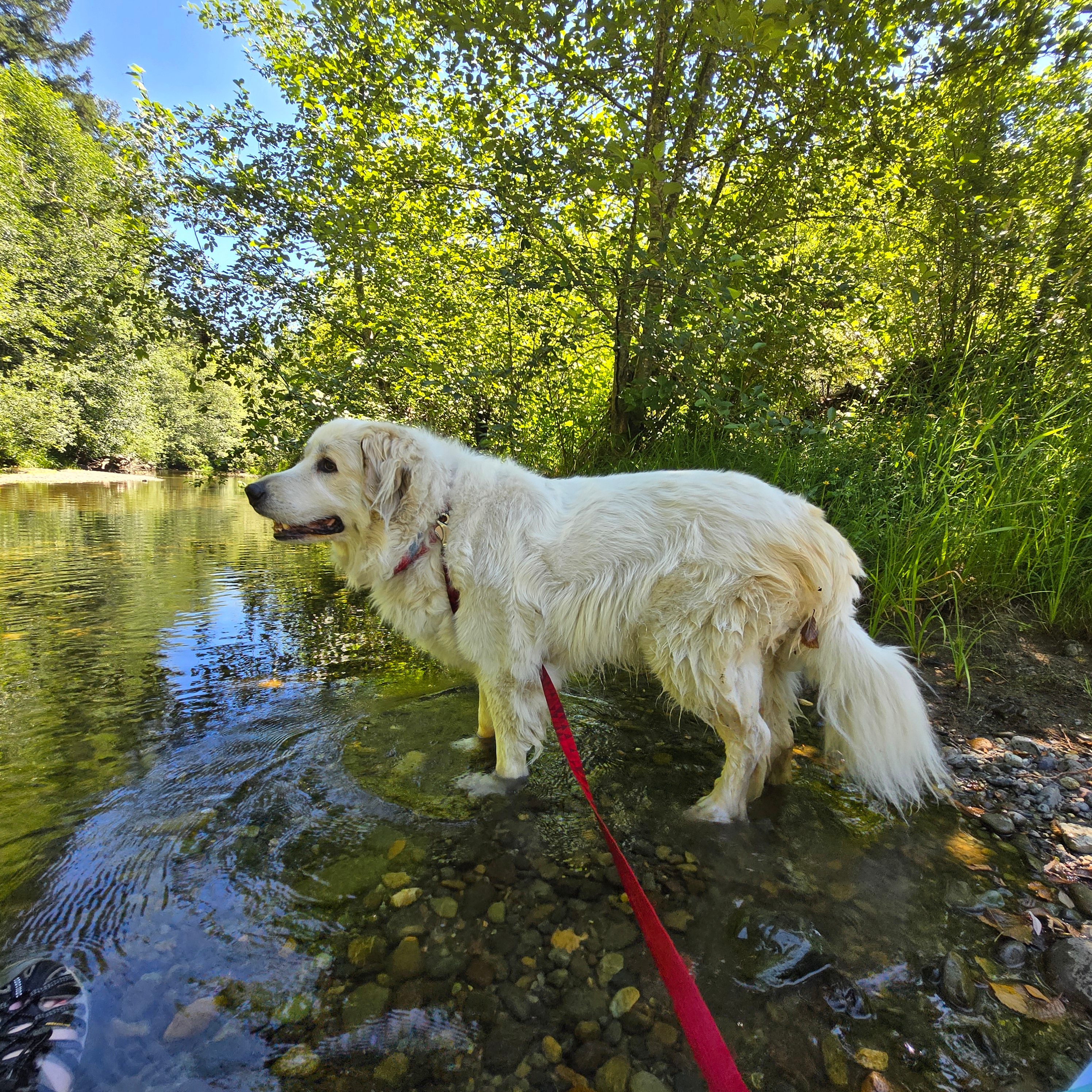 Paws cooling off