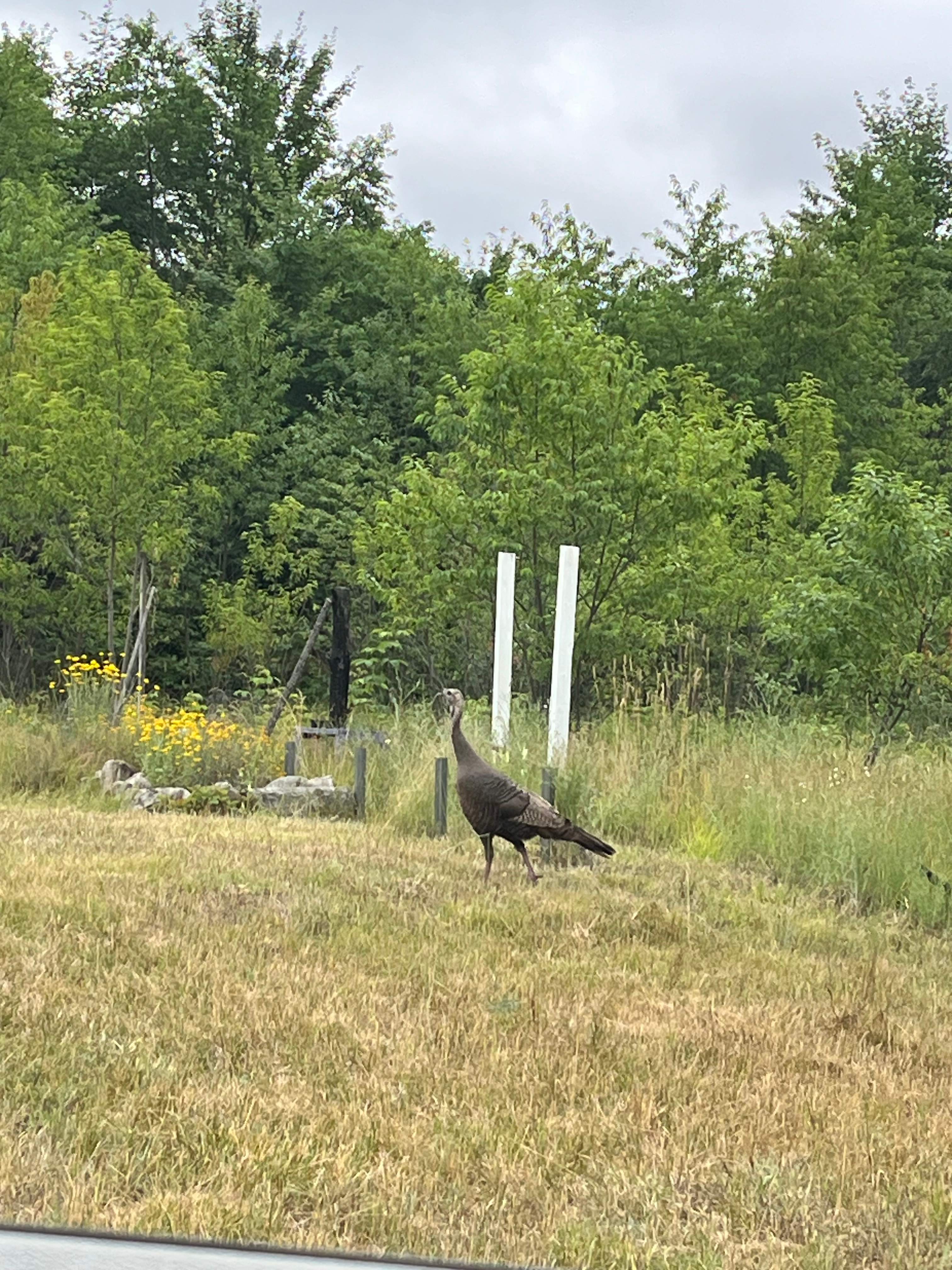 Wild turkey roaming near a garden on the property.