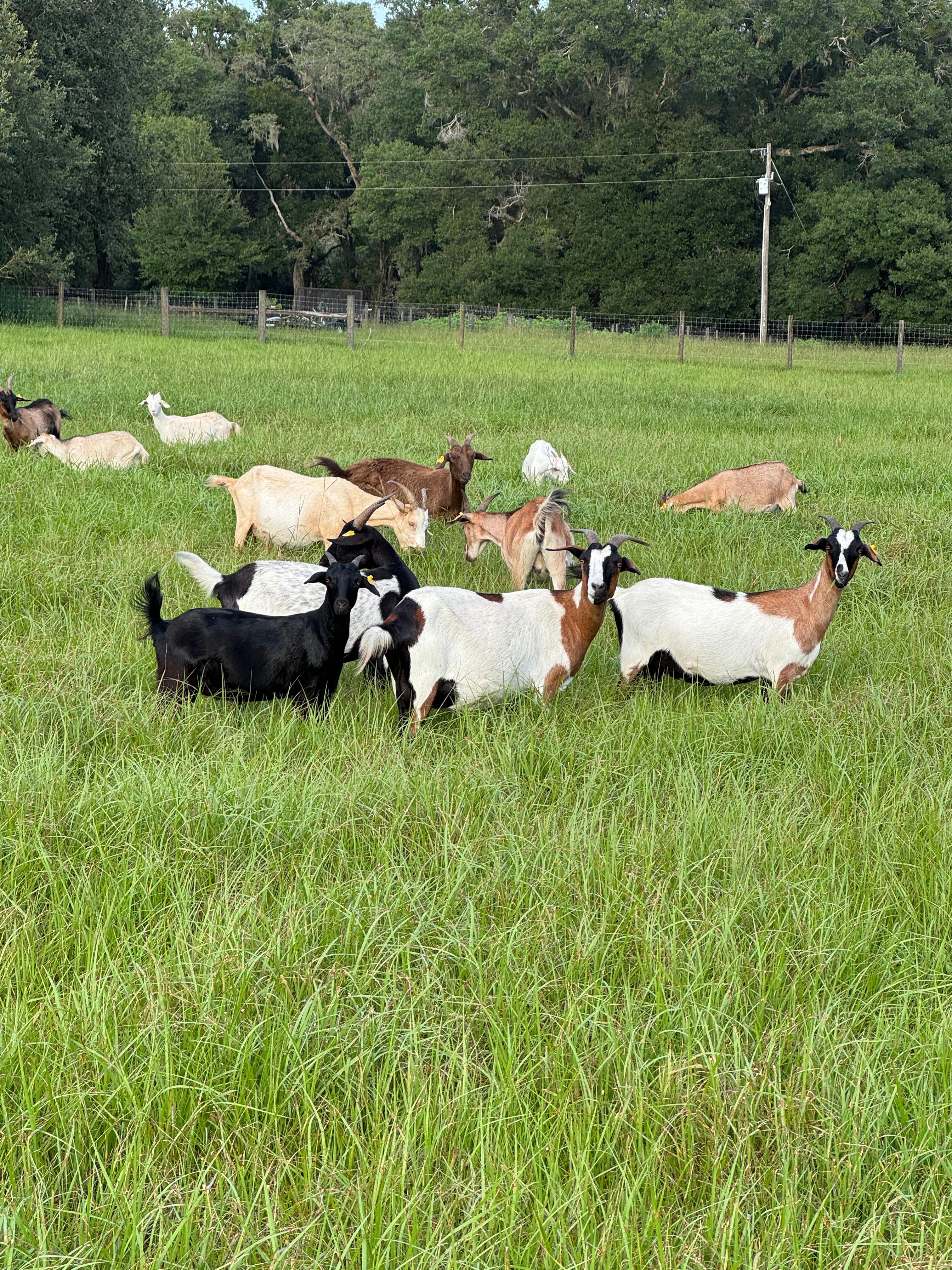 Tradewinds Ranch