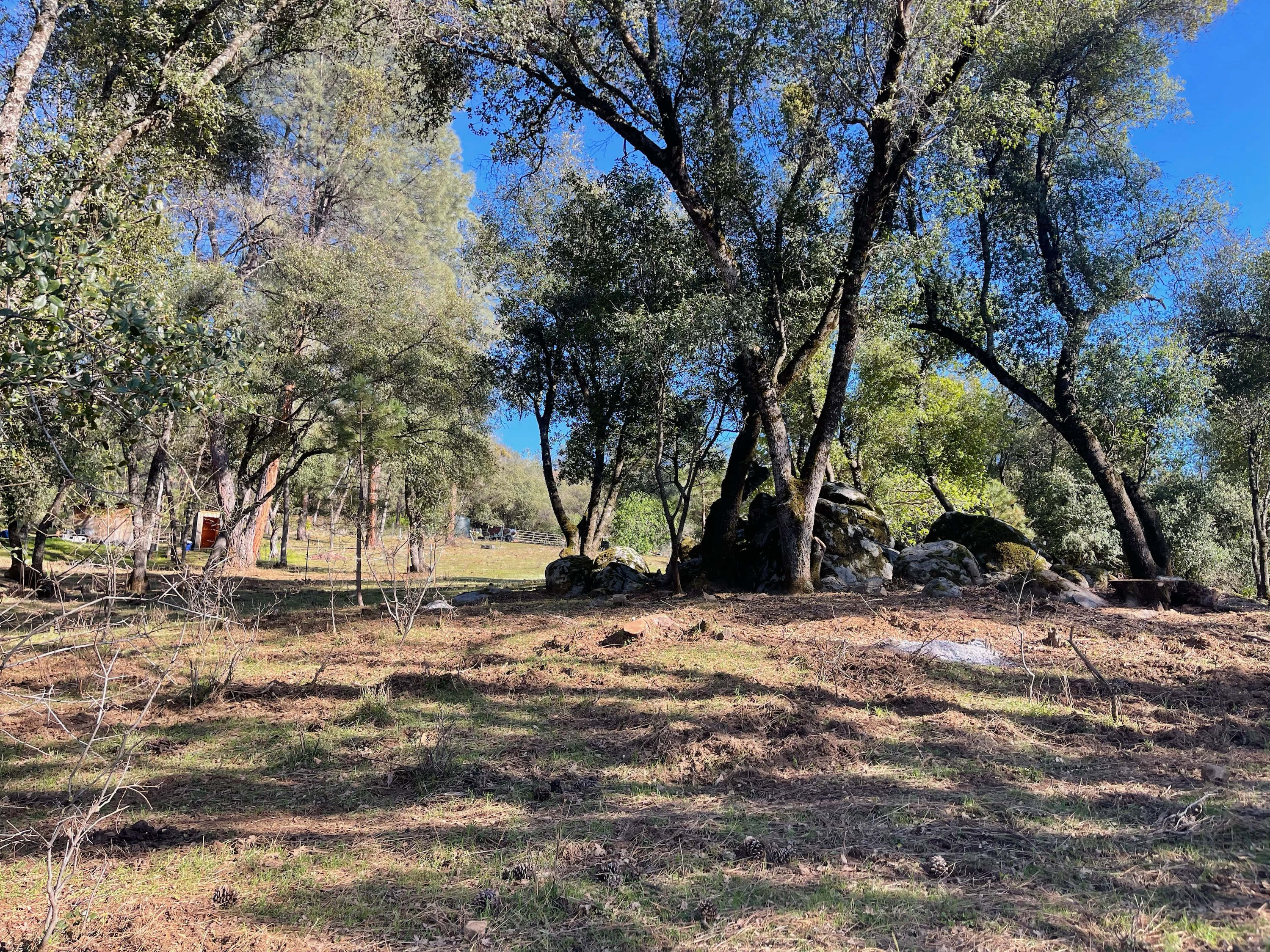 Oracle Woods