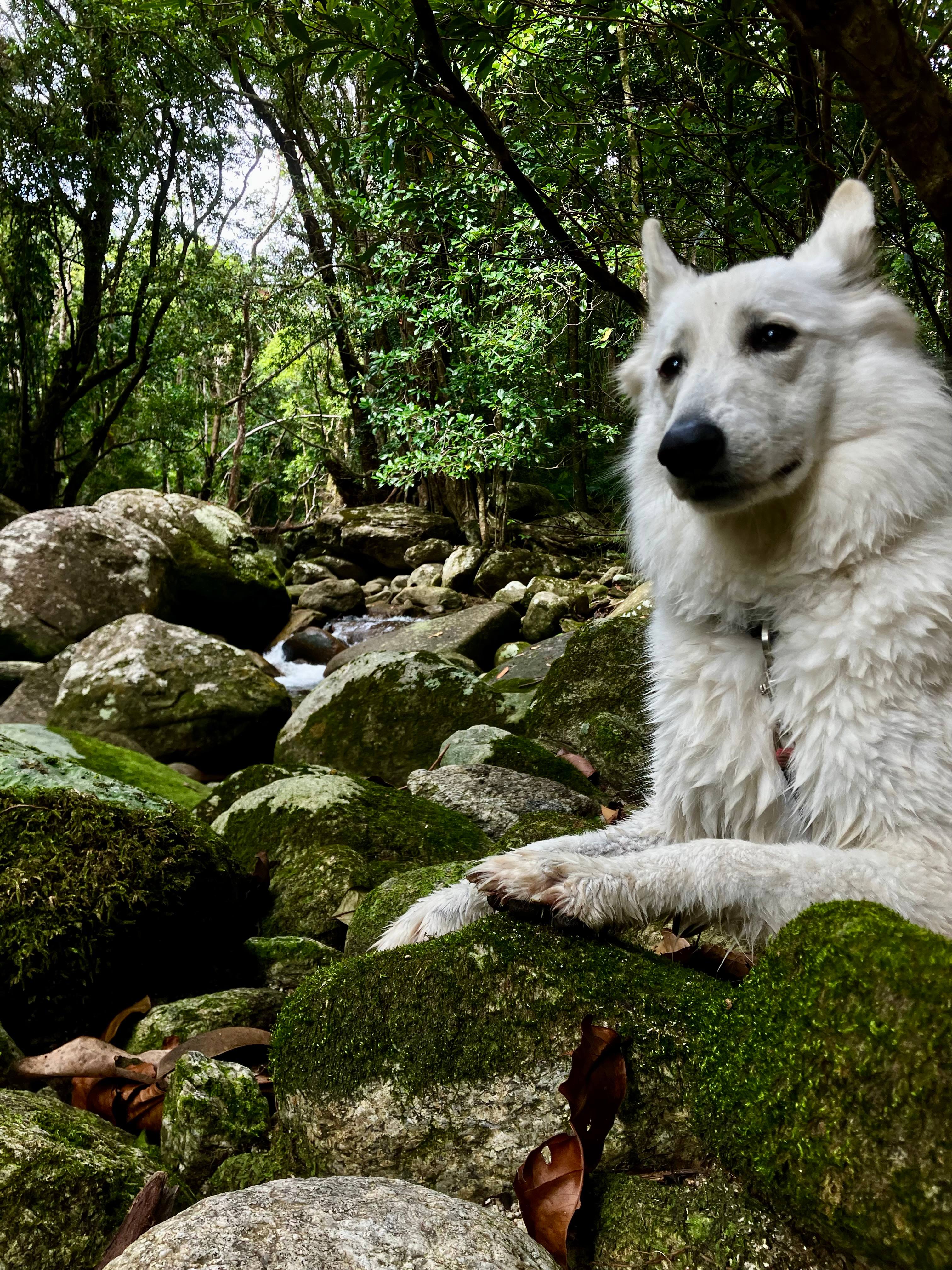Rainforest Stream Near Cairns