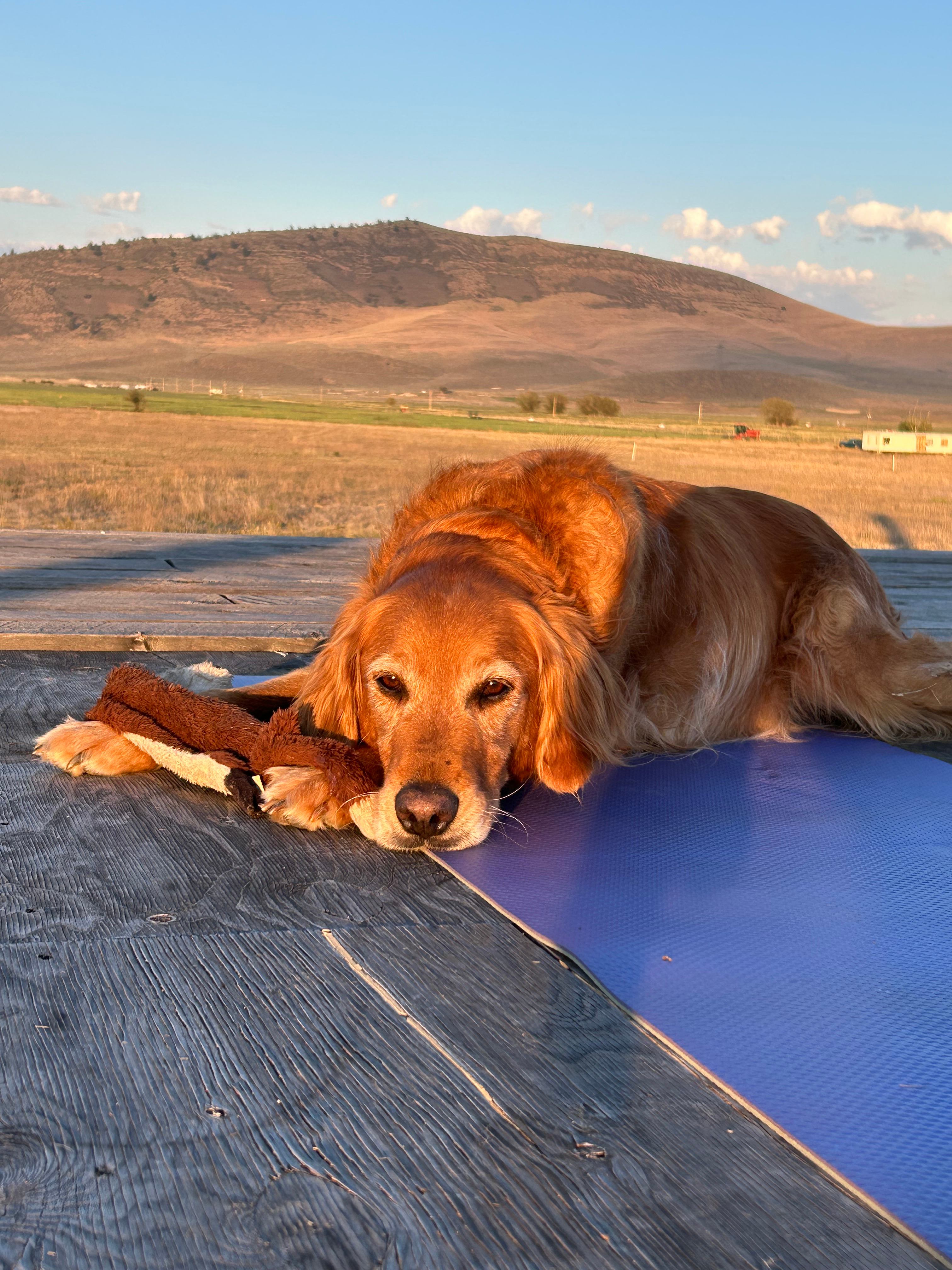 Sam the dog even found great toys and other dogs to play with! 