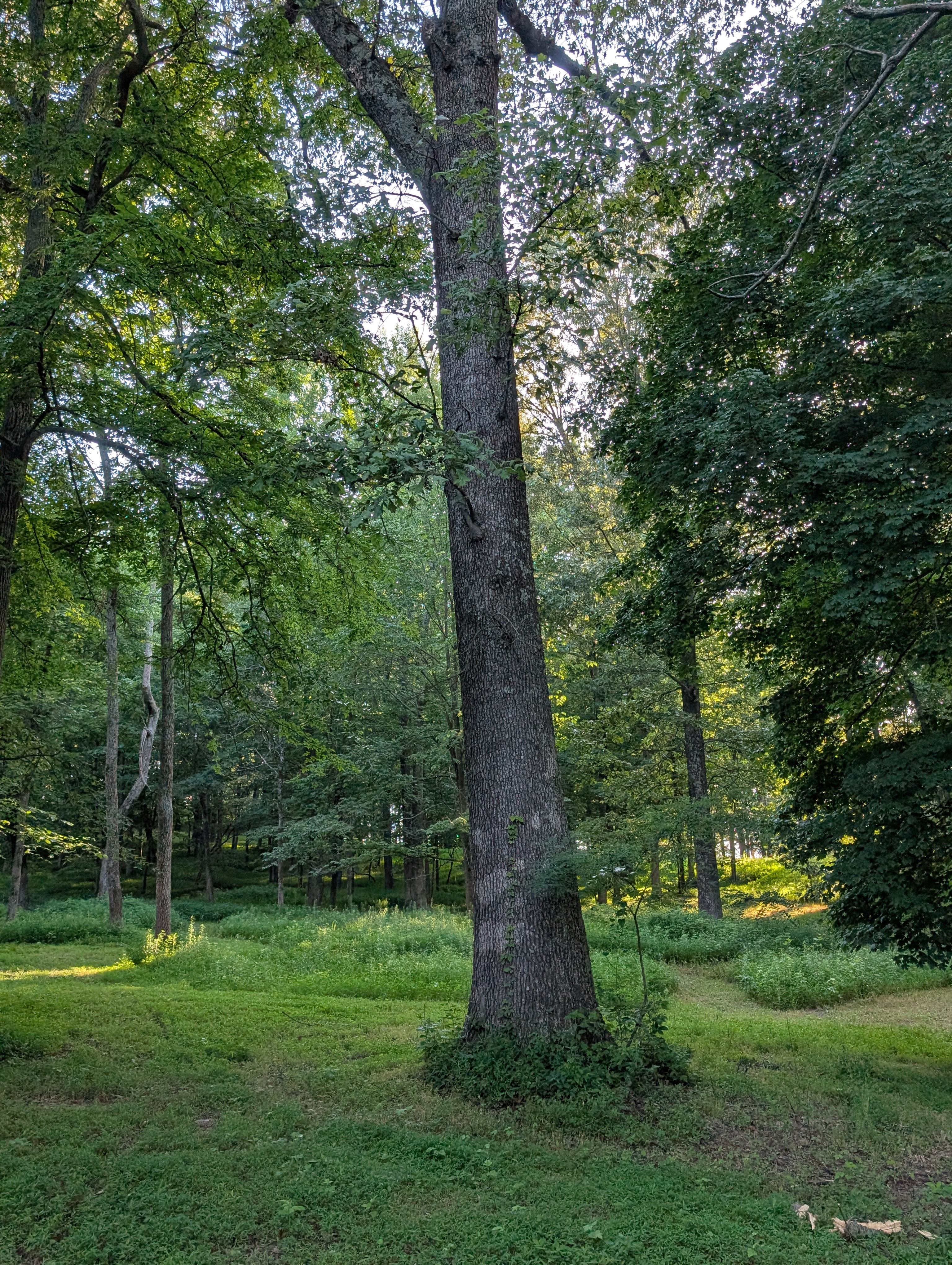 Hanson Holler