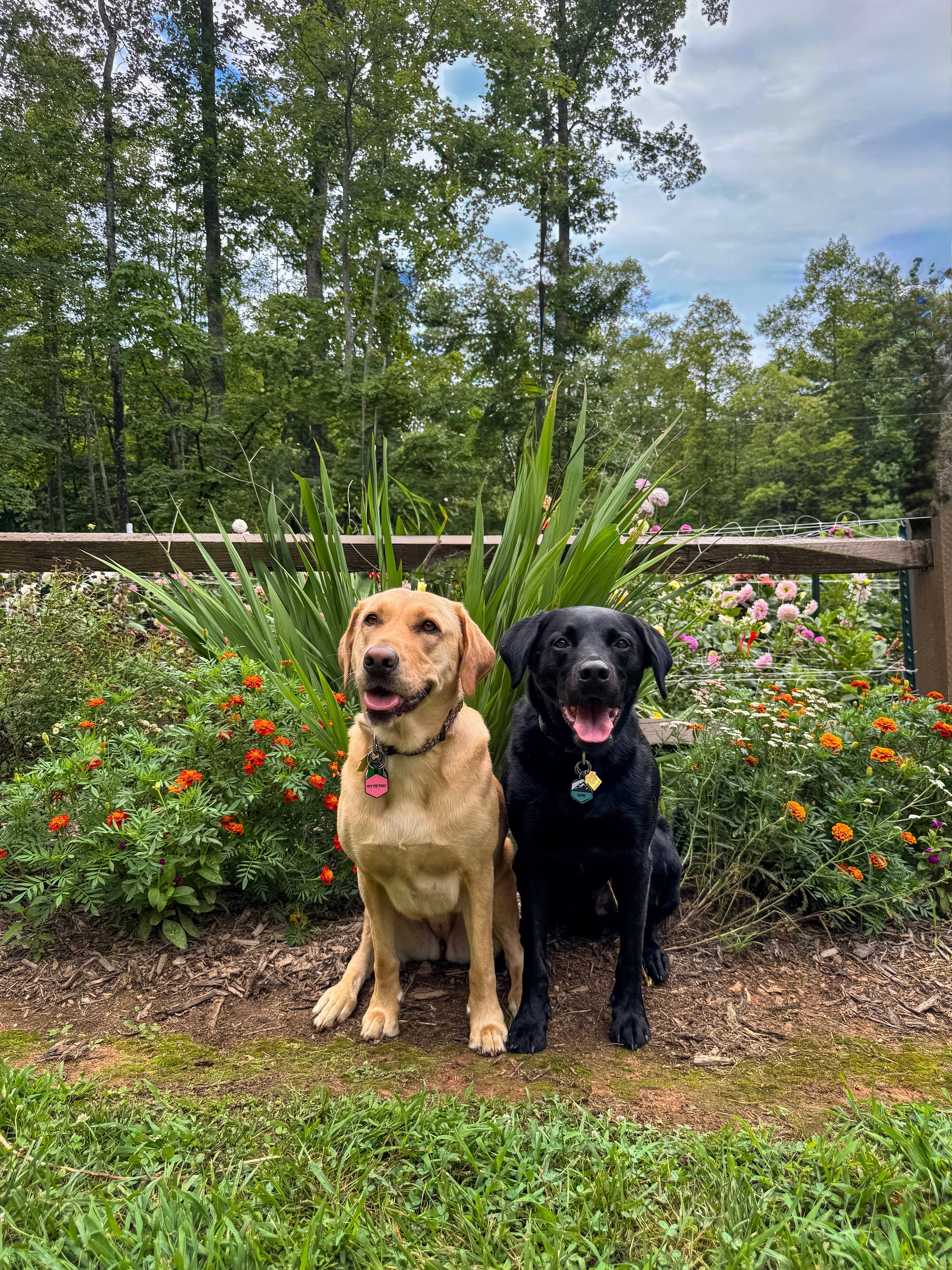 Labs and the Flower Garden