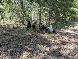 Sterando Acres Glamping