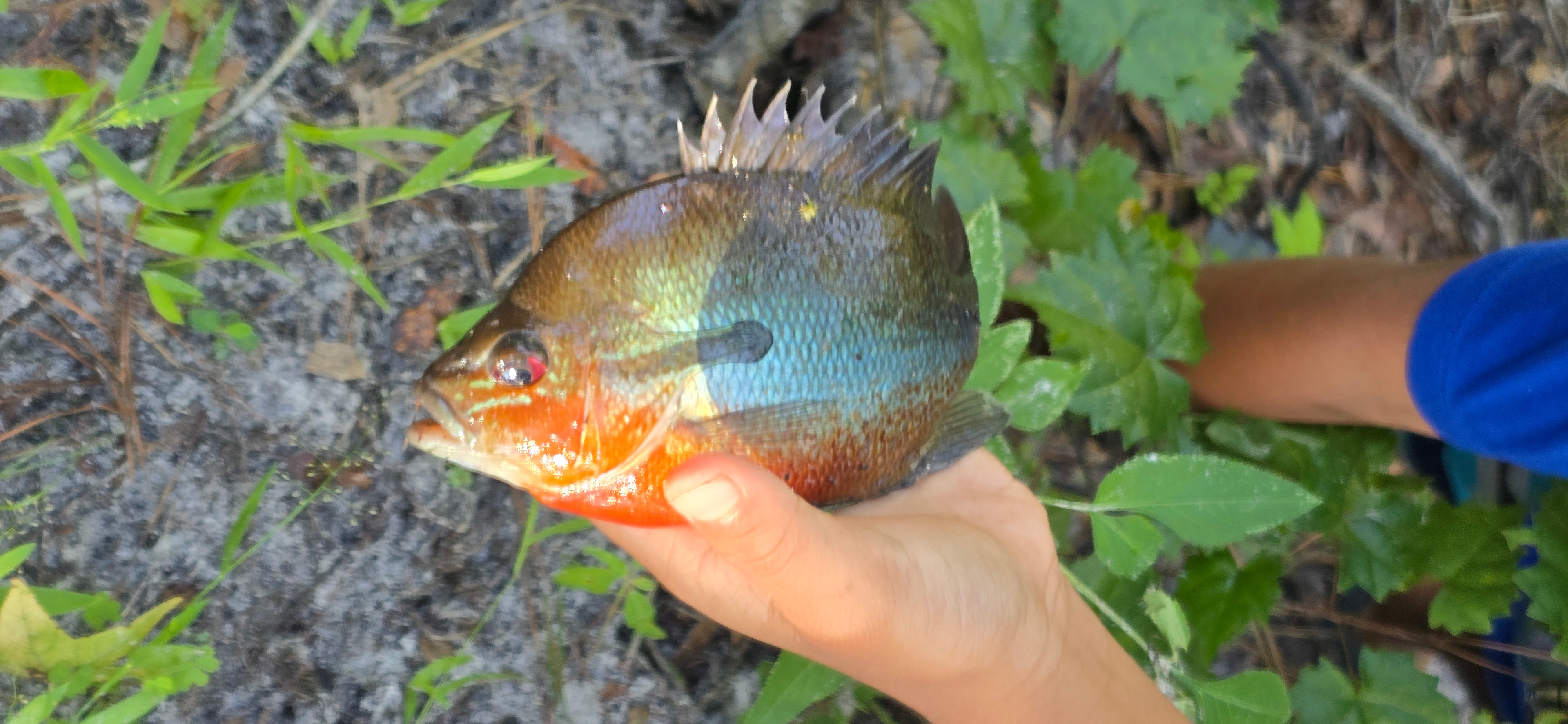 Caught so many of these