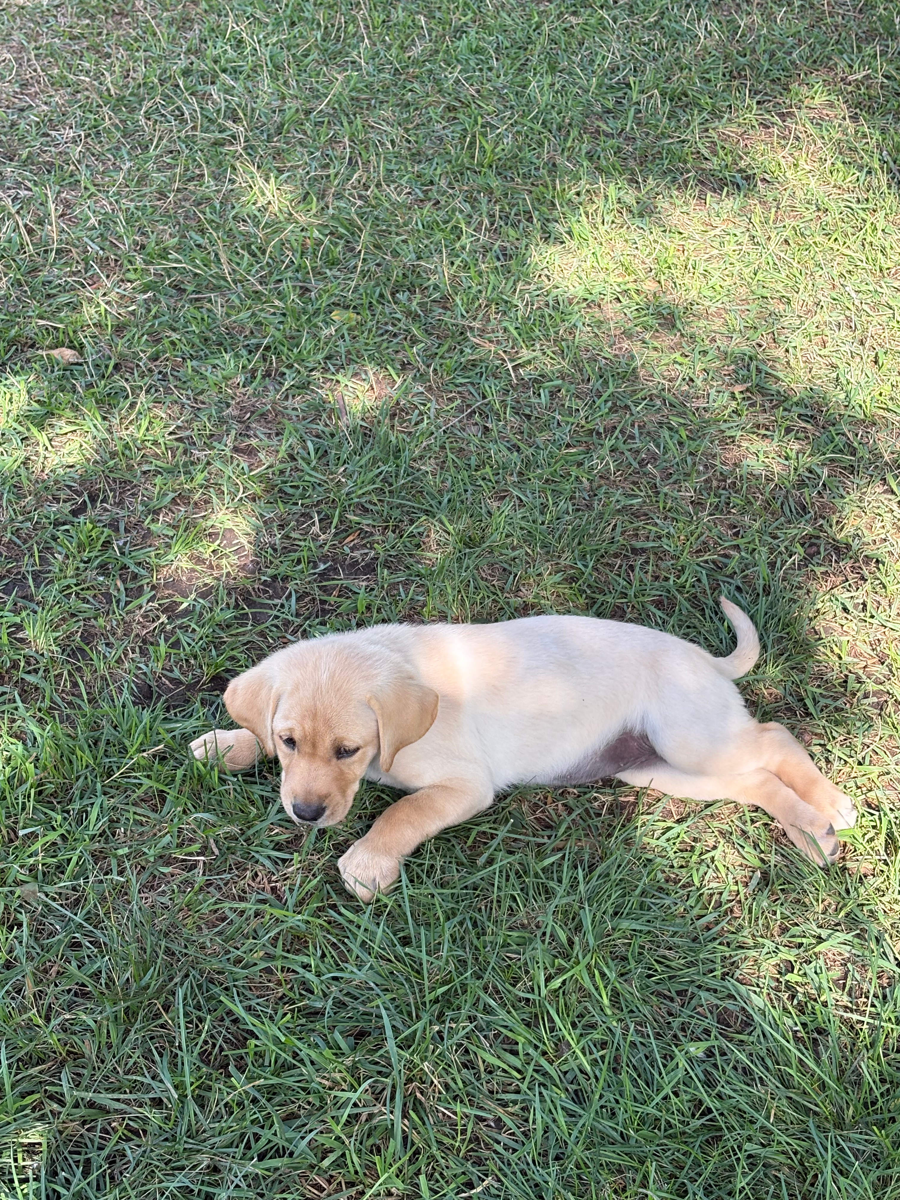 Downhome Country Farm