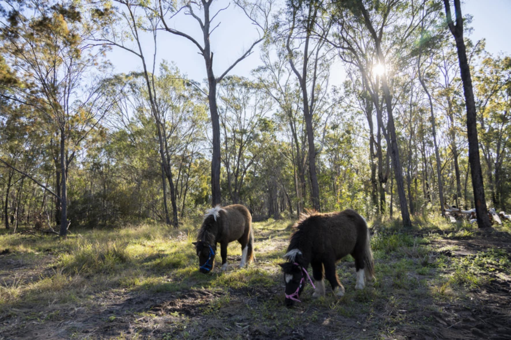 Woodlands Farmstay and Glamping
