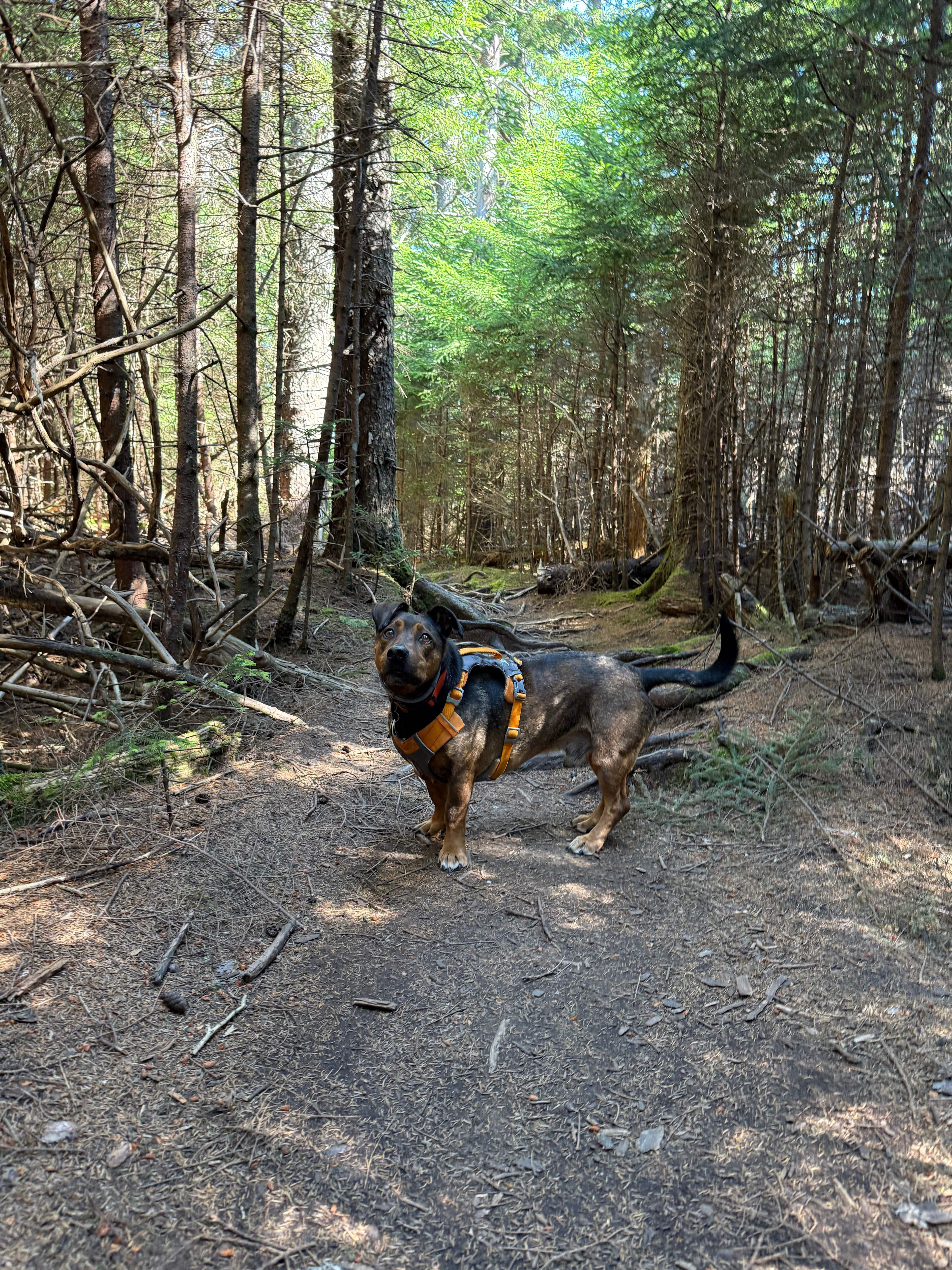 Blue Hill Mtn hike (nearby)
