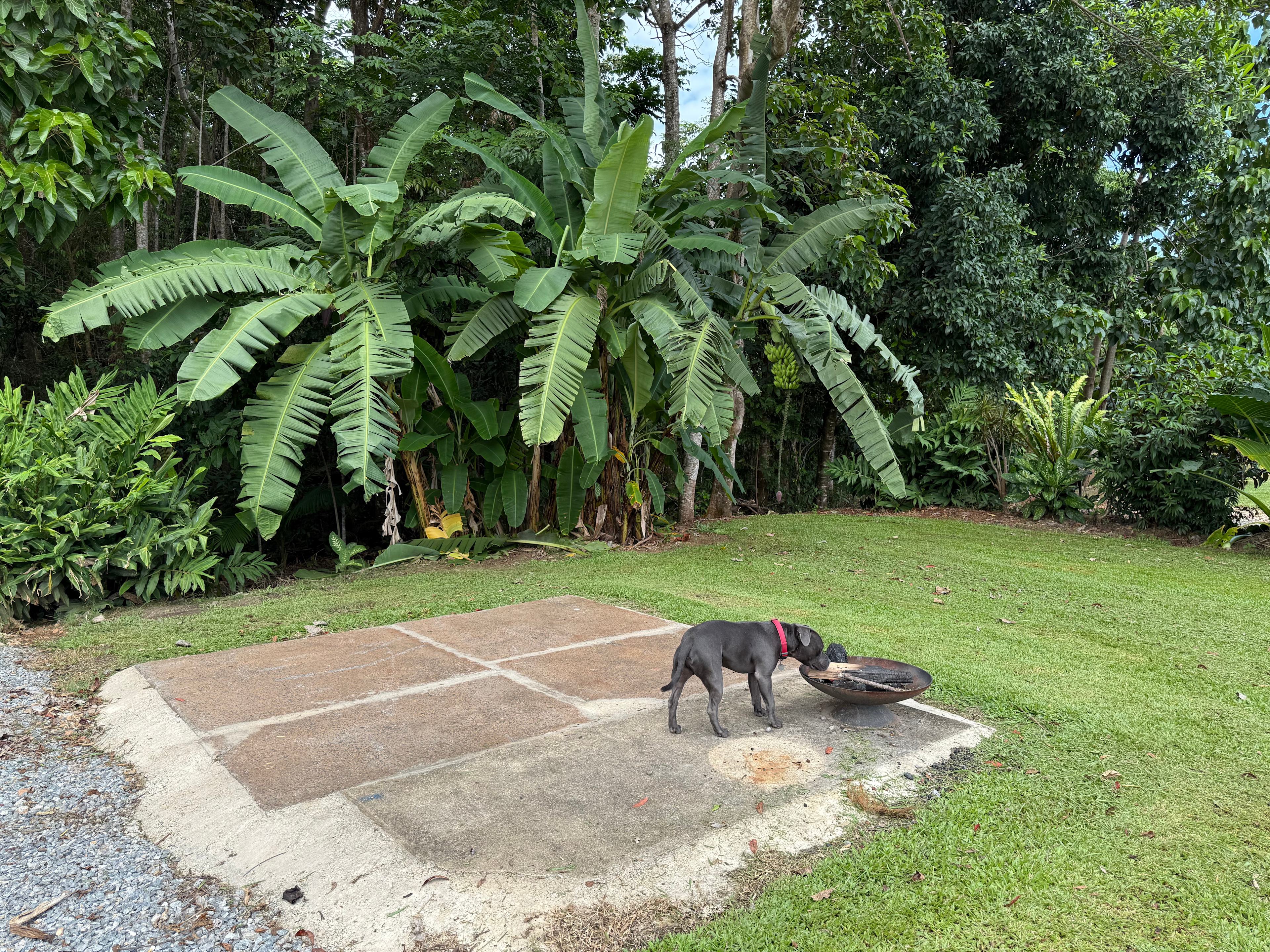 SITE 3 WITH BANANAS!