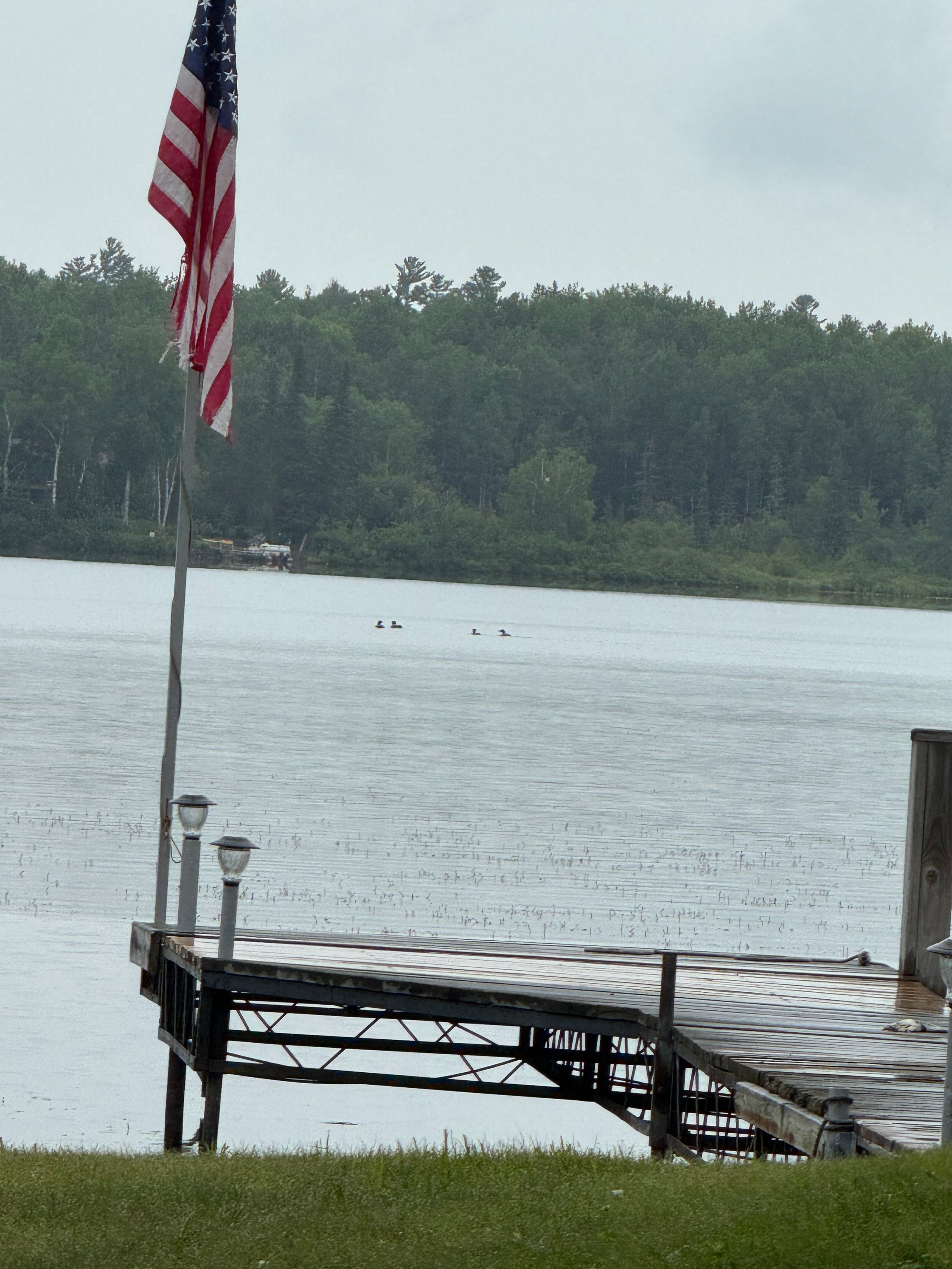 Loons!!