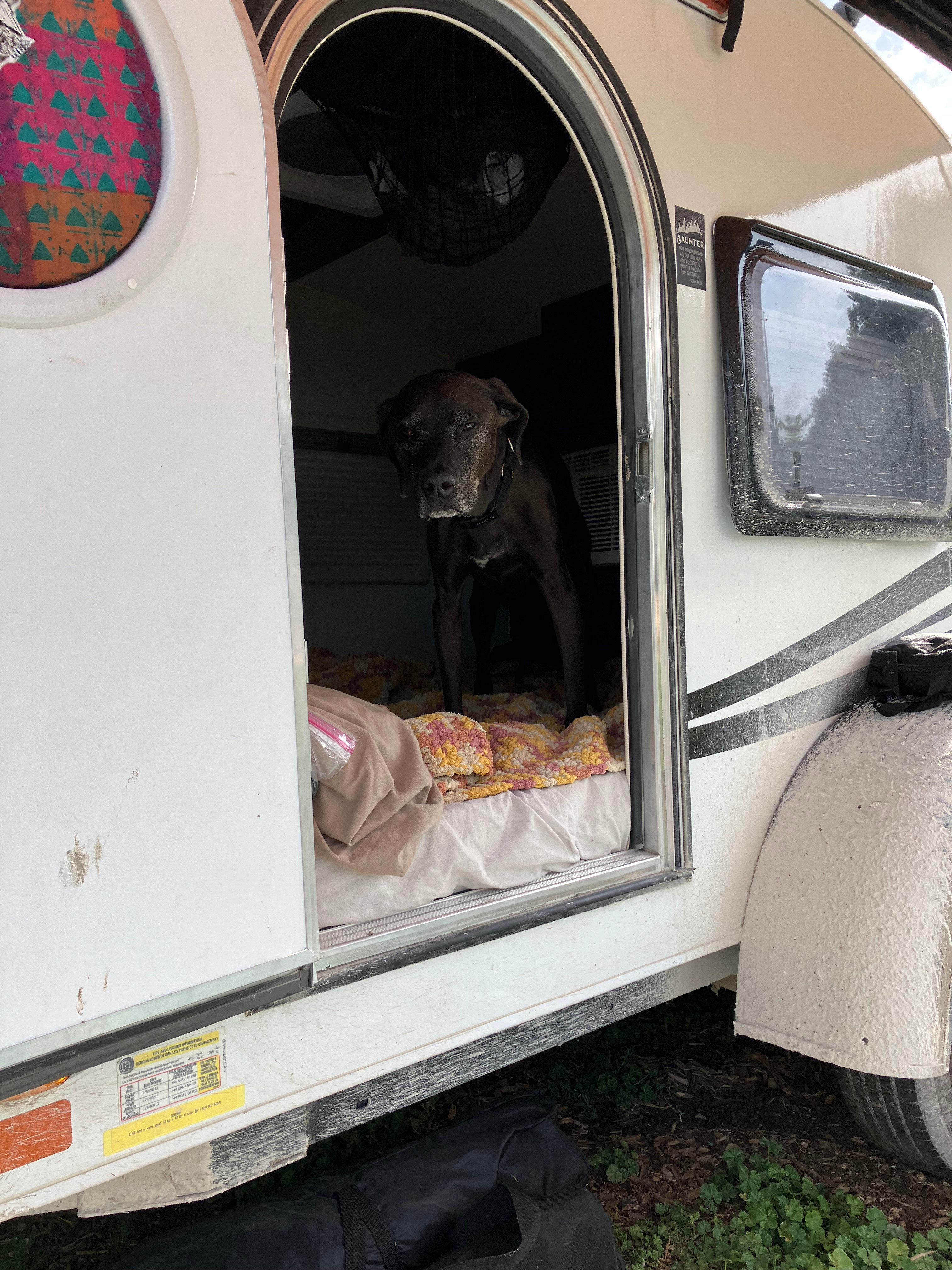 Jessie looks out of our teardrop. 