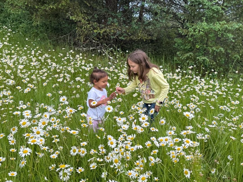 Surrounded by windflowers
