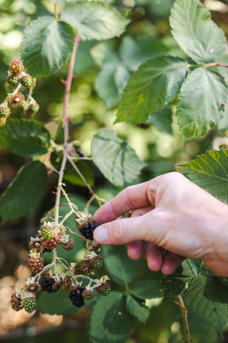 Blackberry bramble (yum)