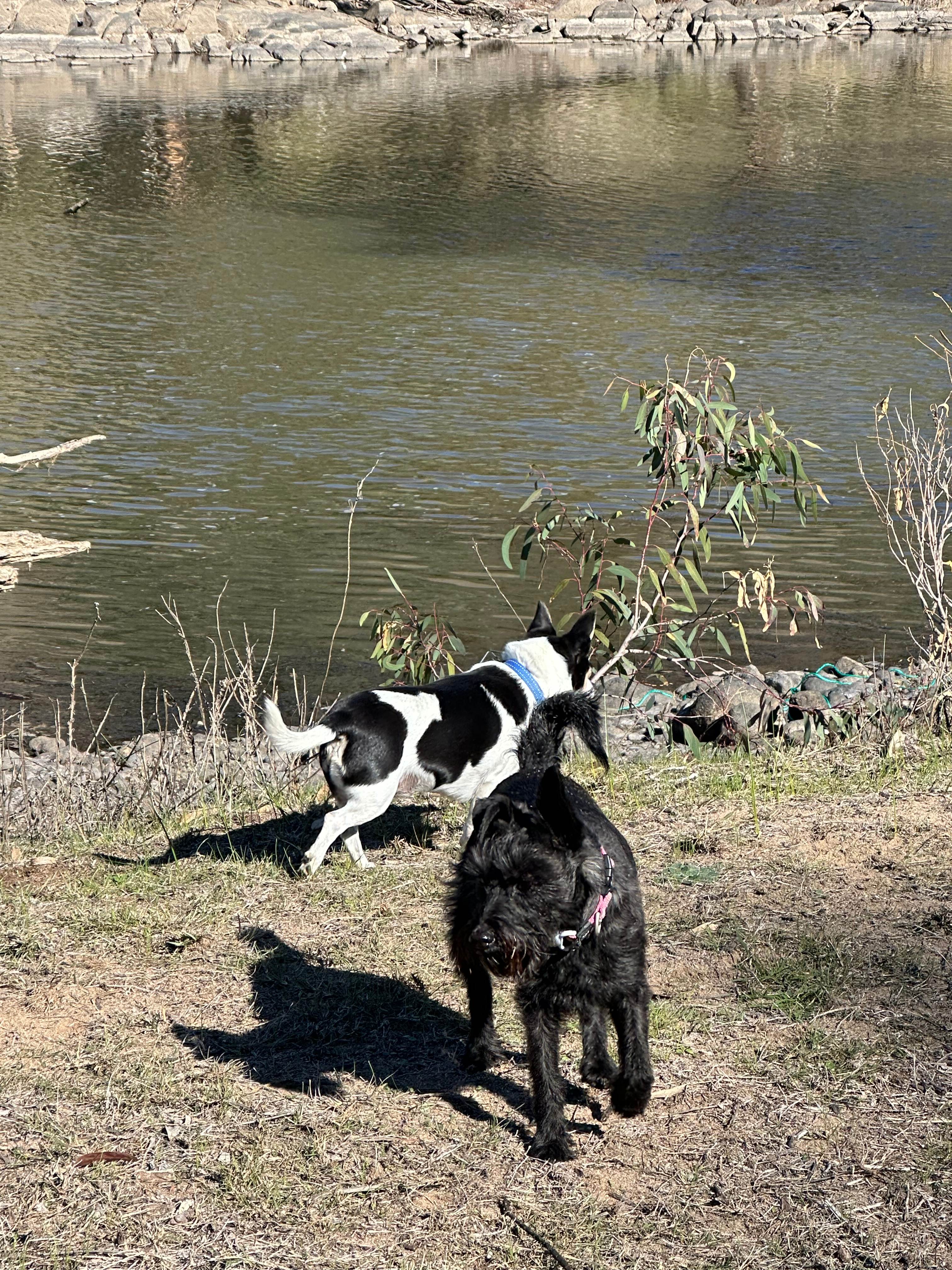 Jarabin on the Murrumbidgee