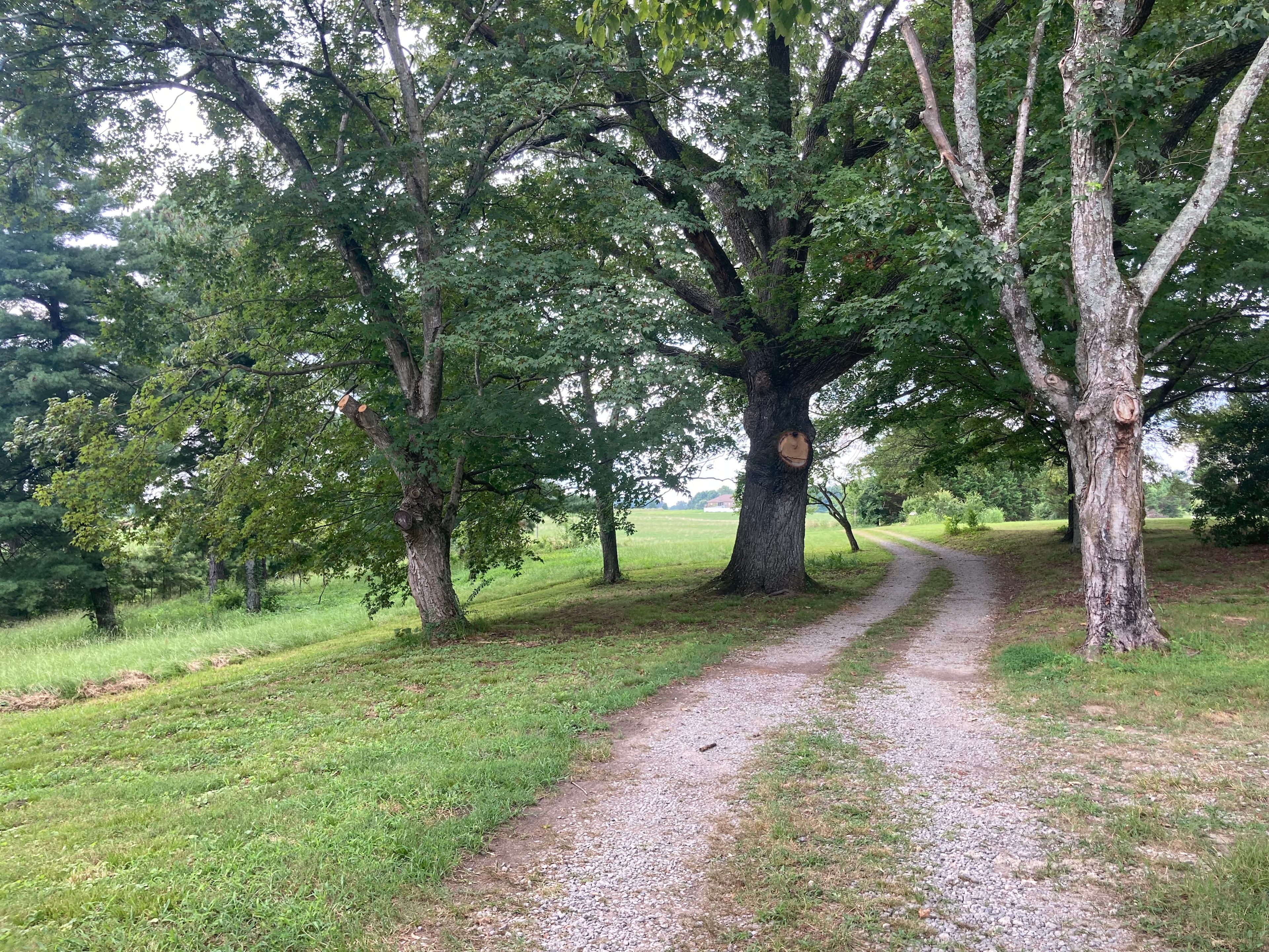 Walk under our large old trees on our 5 country acres. 