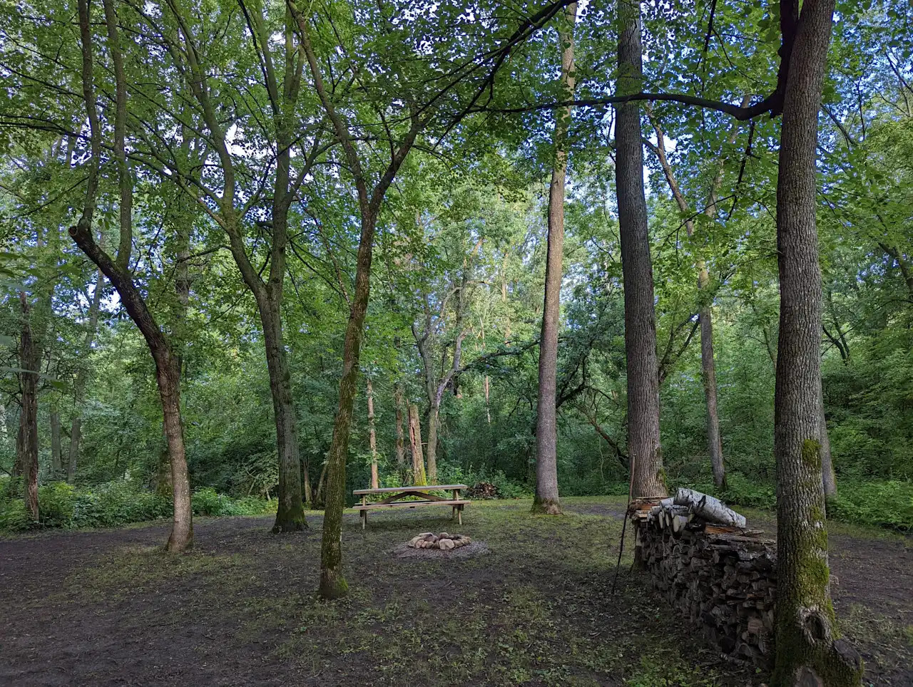 The Woods
