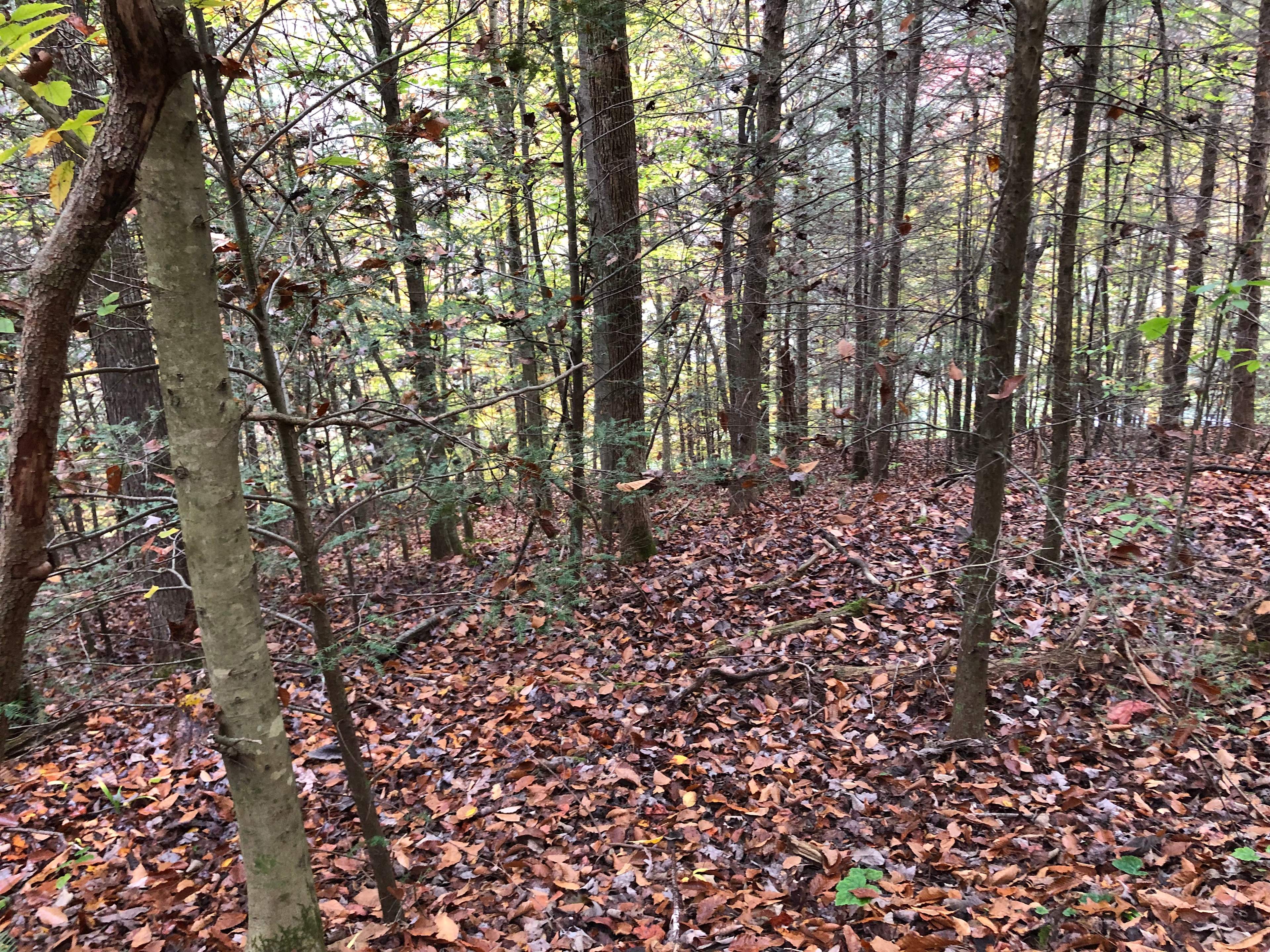 Turtle Ridge
