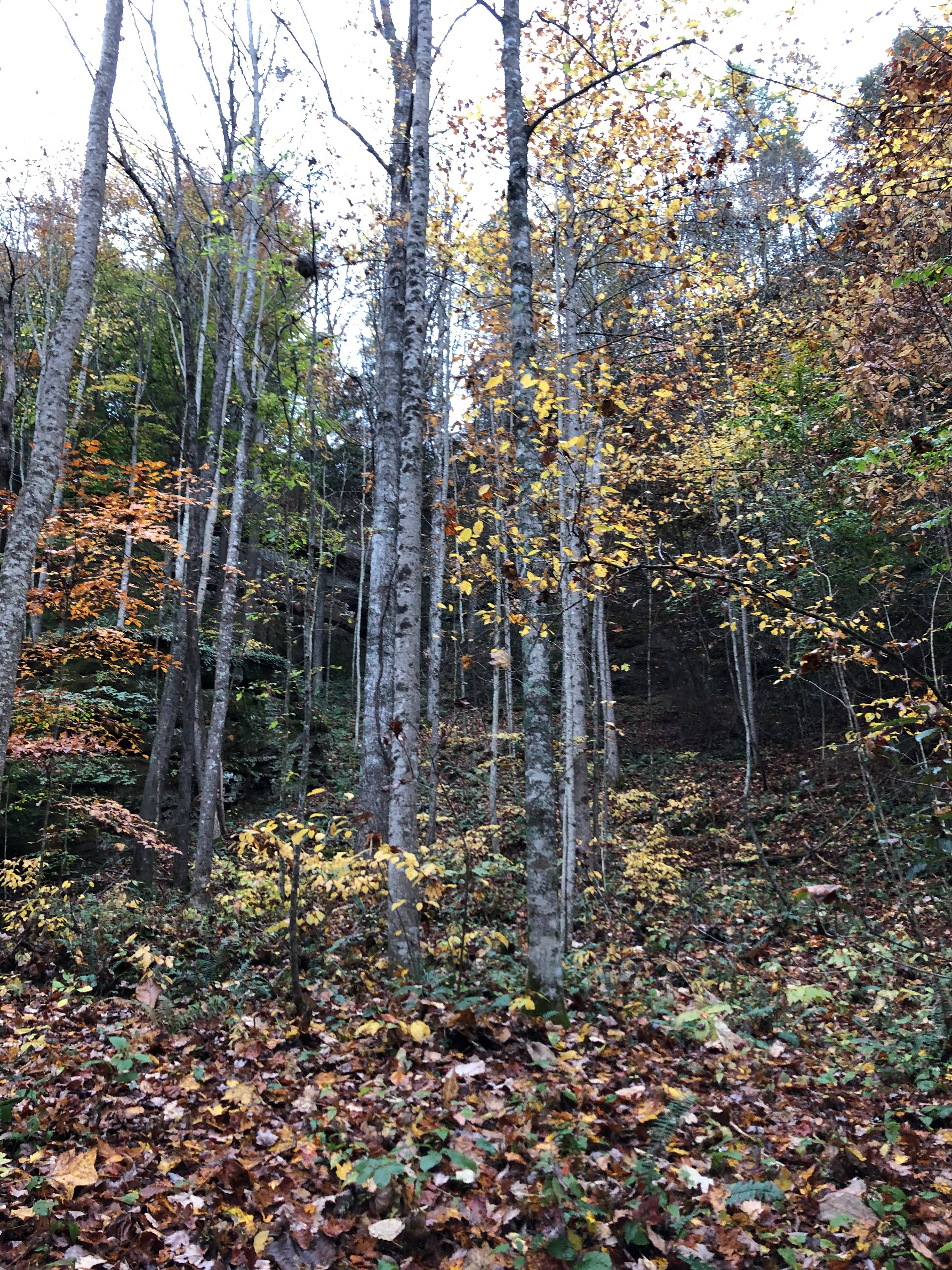 Turtle Ridge
